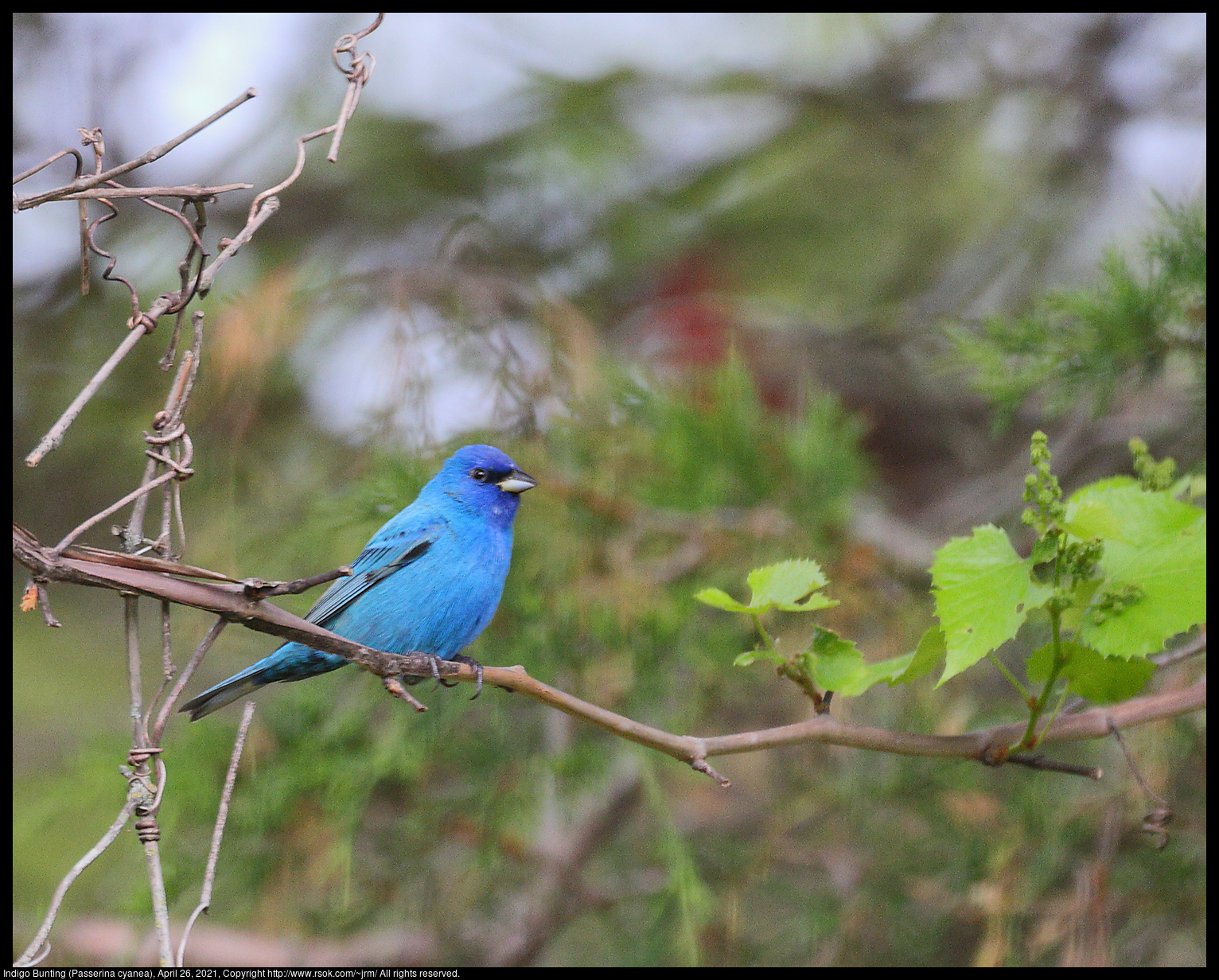 Indigo Bunting (Passerina cyanea), April 26, 2021