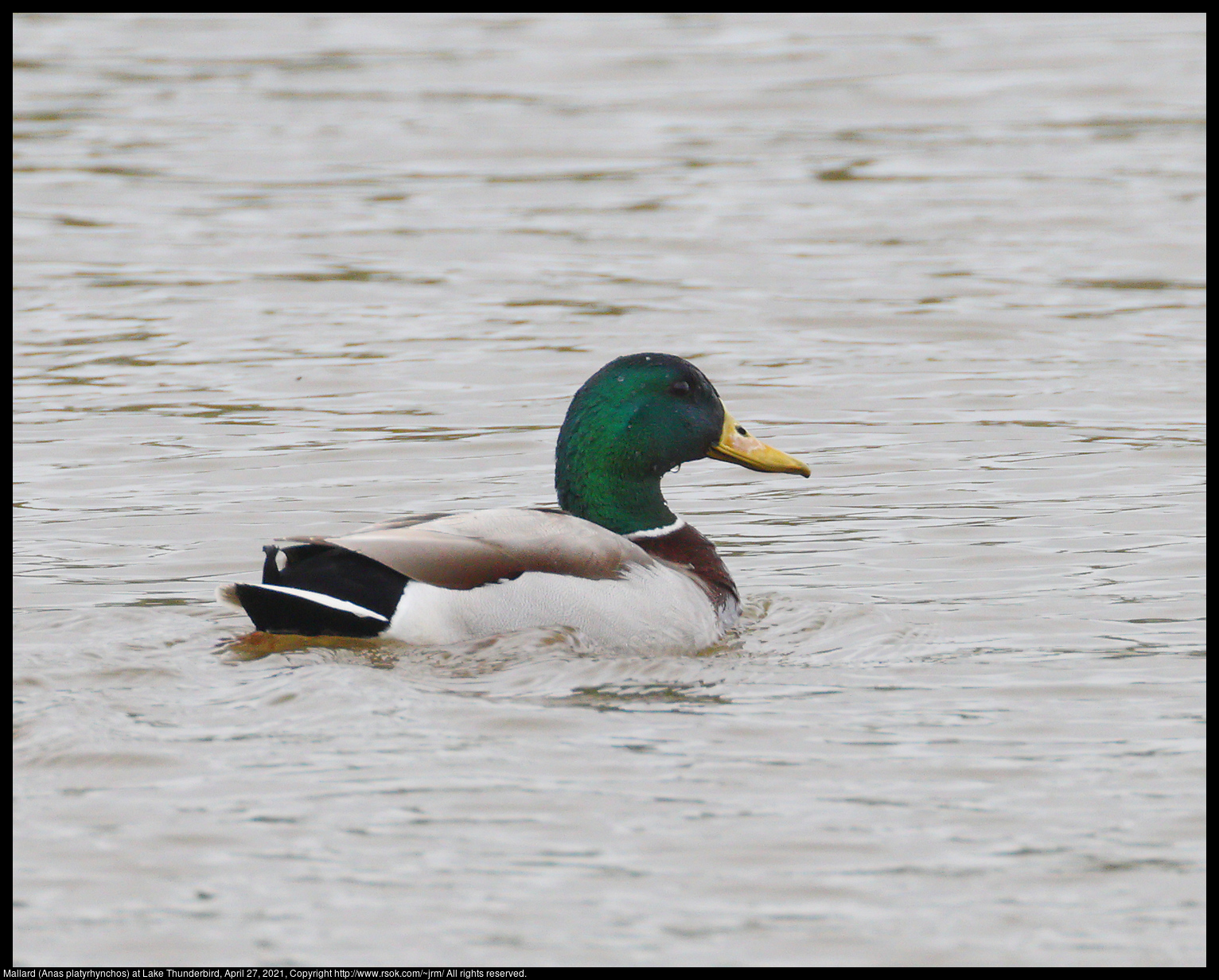 Mallard (Anas platyrhynchos) at Lake Thunderbird, April 27, 2021