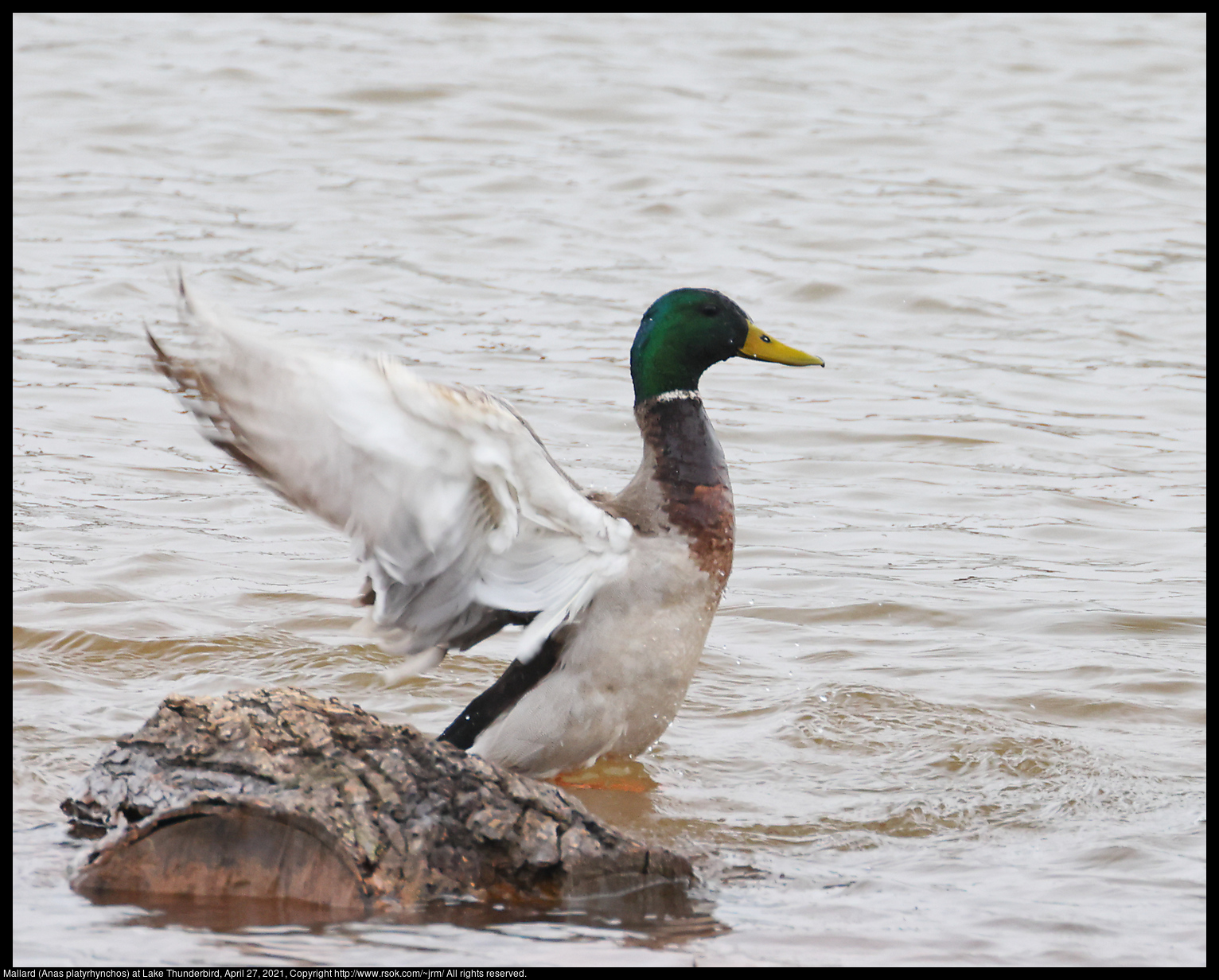 Mallard (Anas platyrhynchos) at Lake Thunderbird, April 27, 2021