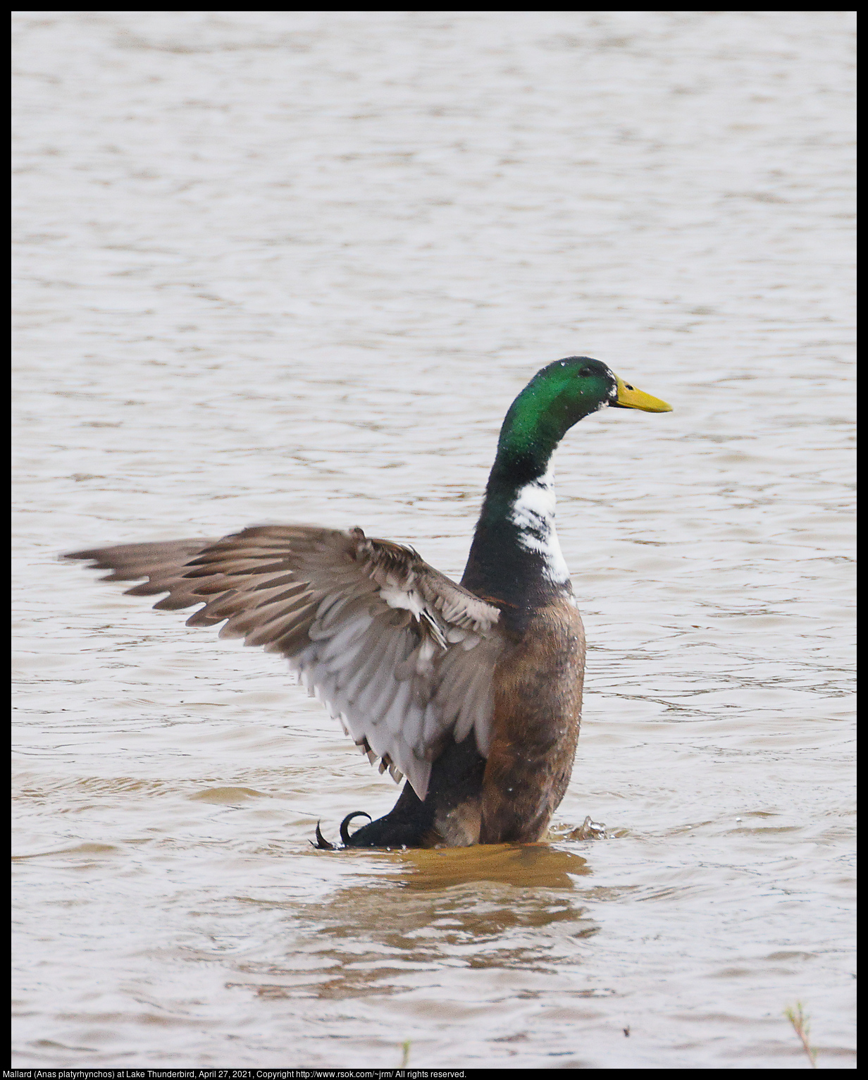 Mallard (Anas platyrhynchos) at Lake Thunderbird, April 27, 2021