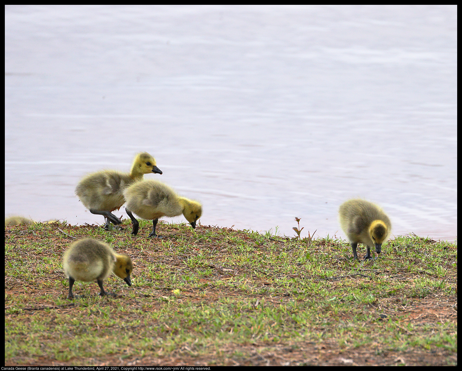 Canada Geese (Branta canadensis) at Lake Thunderbird, April 27, 2021