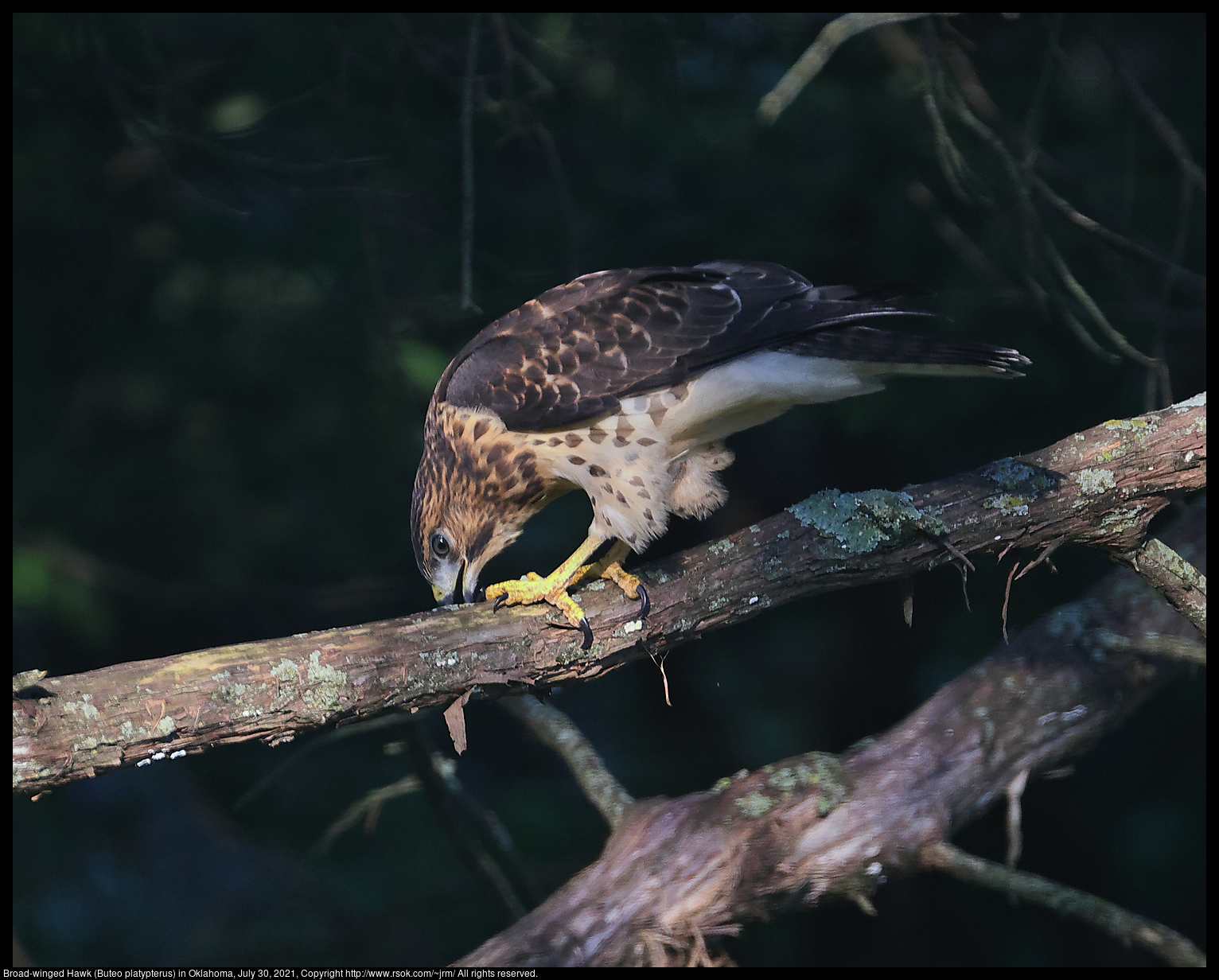 Broad-winged Hawk (Buteo platypterus) in Oklahoma, July 30, 2021