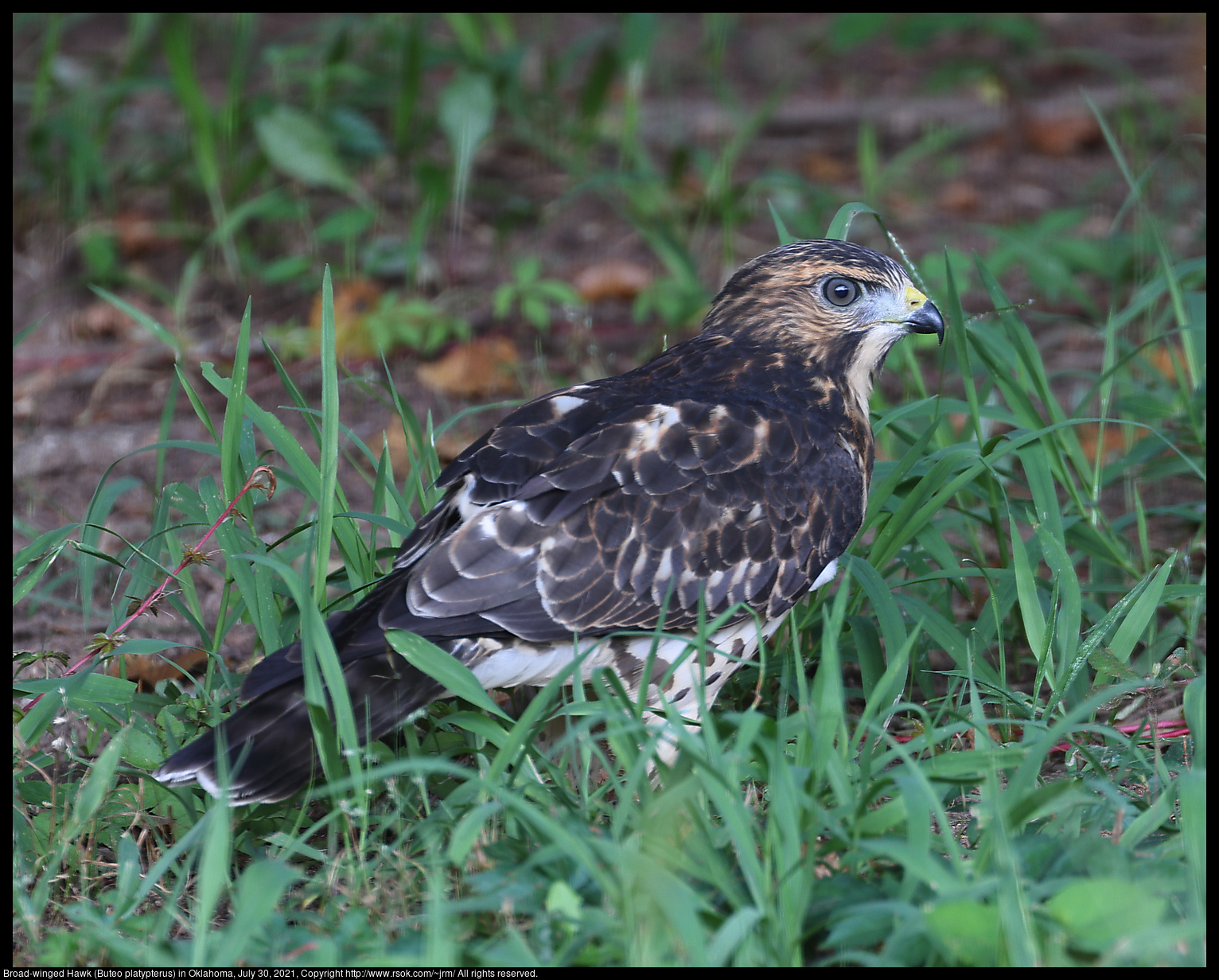 Broad-winged Hawk (Buteo platypterus) in Oklahoma, July 30, 2021