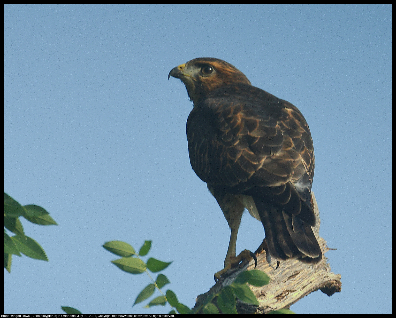 Broad-winged Hawk (Buteo platypterus) in Oklahoma, July 30, 2021