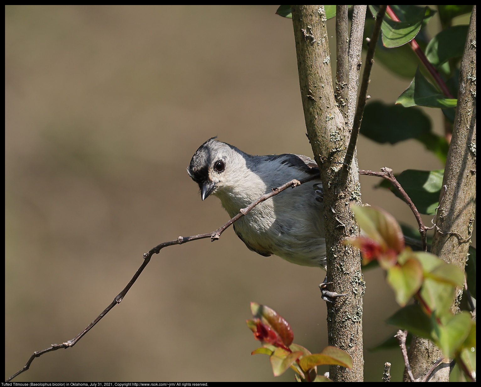 Tufted Titmouse (Baeolophus bicolor) in Oklahoma, July 31, 2021