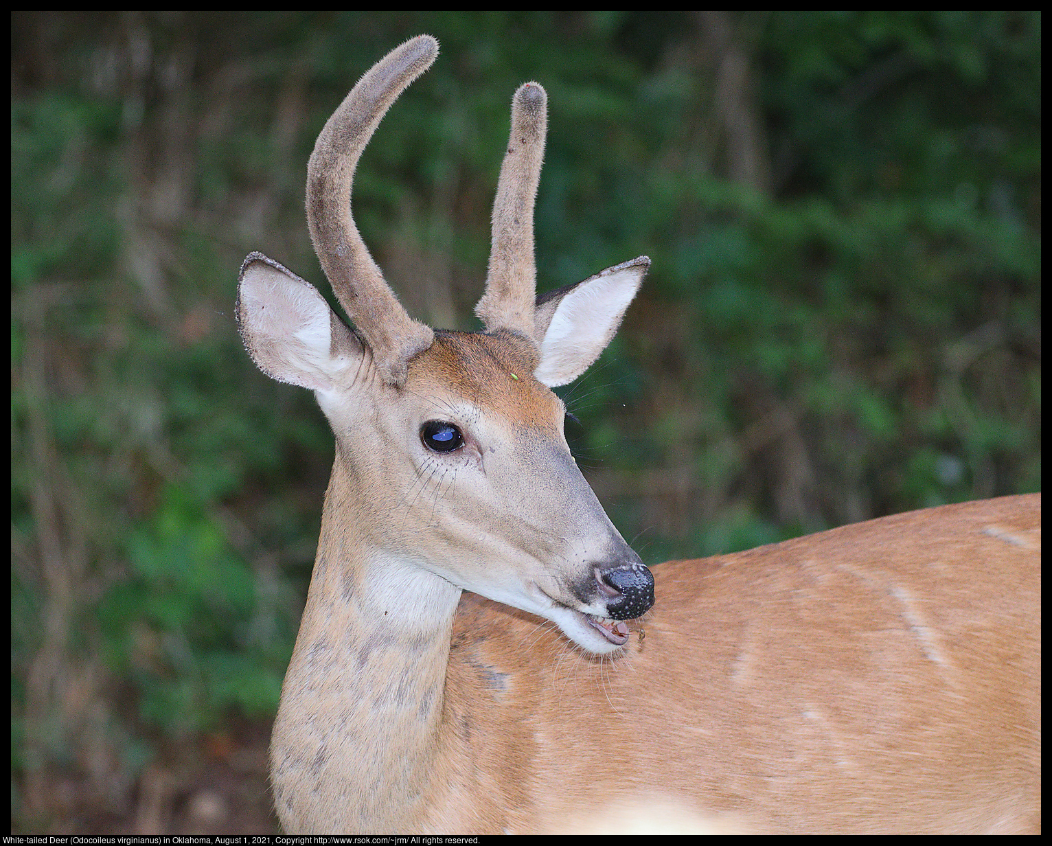 White-tailed Deer (Odocoileus virginianus) in Oklahoma, August 1, 2021