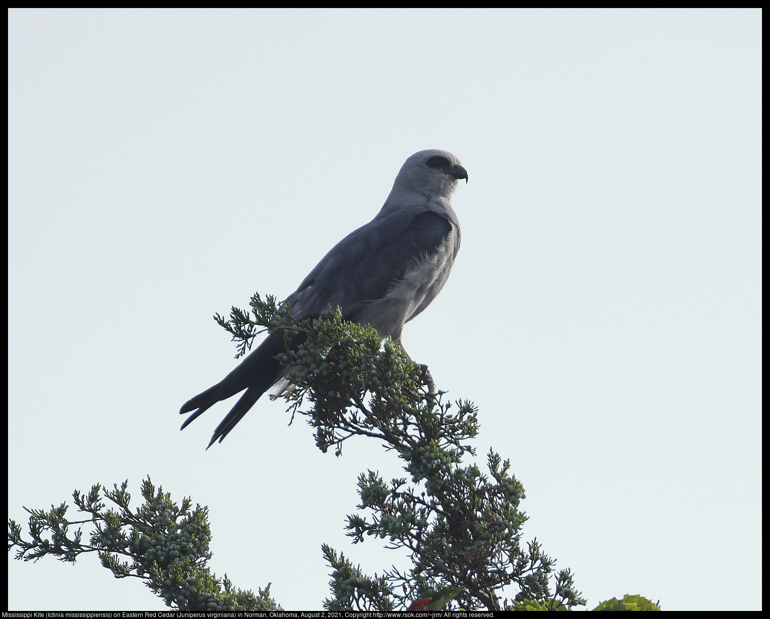 Mississippi Kite (Ictinia mississippiensis) on Eastern Red Cedar (Juniperus virginiana) in Norman, Oklahoma, August 2, 2021