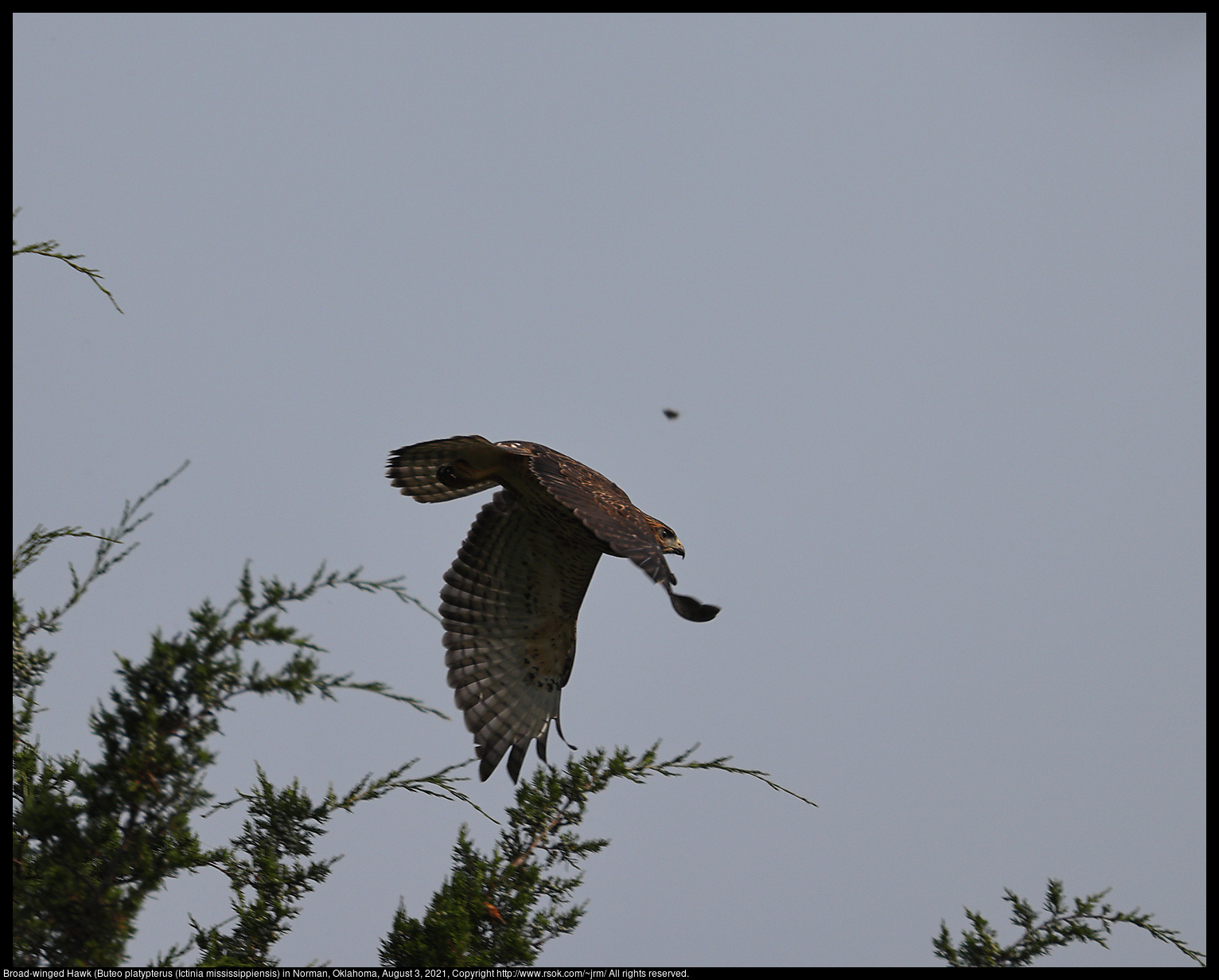 Broad-winged Hawk (Buteo platypterus) in Norman, Oklahoma, August 3, 2021