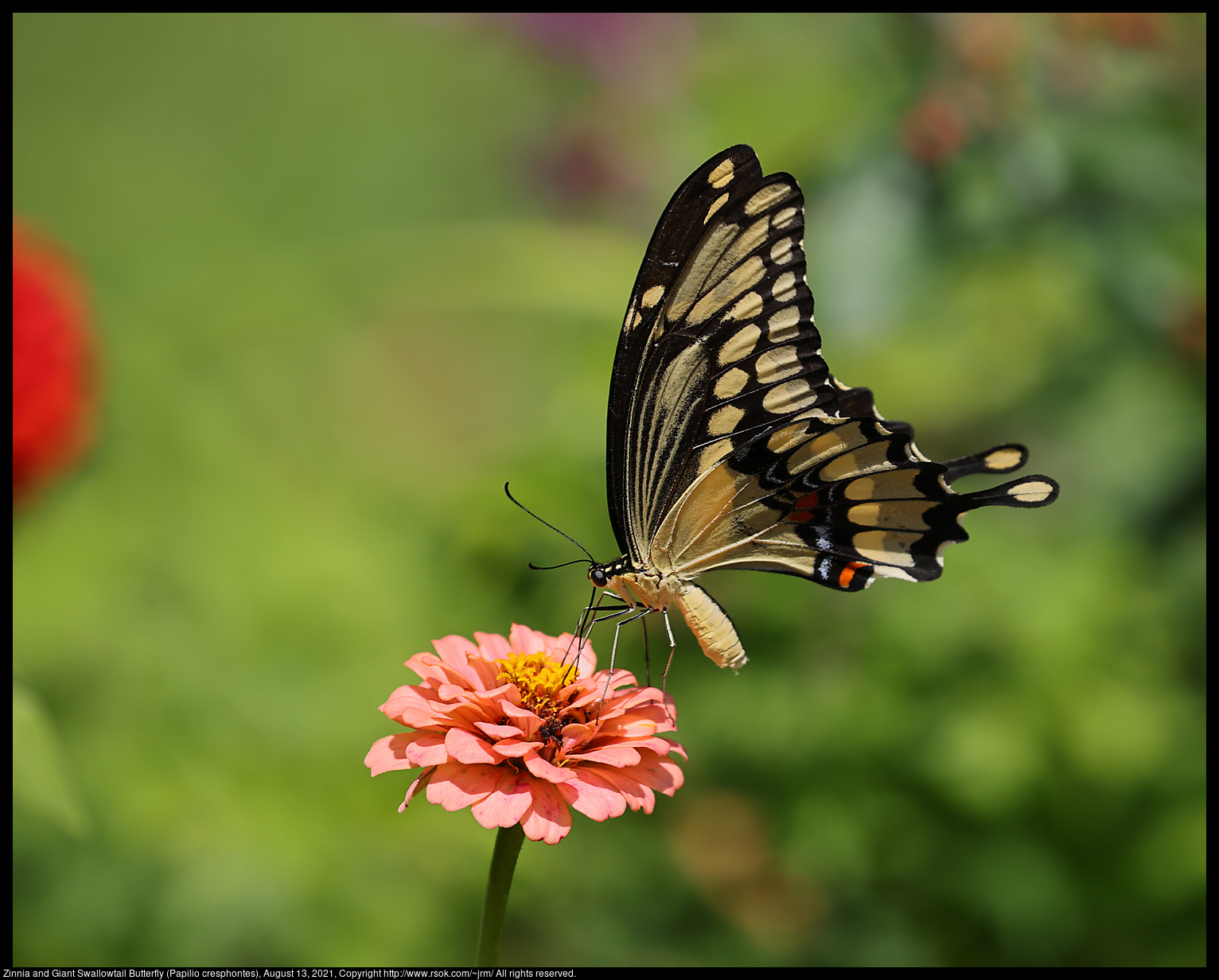 Zinnia and Giant Swallowtail Butterfly (Papilio cresphontes), August 13, 2021