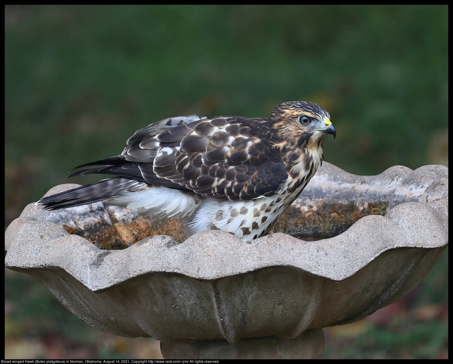 Broad-winged Hawk (Buteo platypterus) in Norman, Oklahoma, August 14, 2021