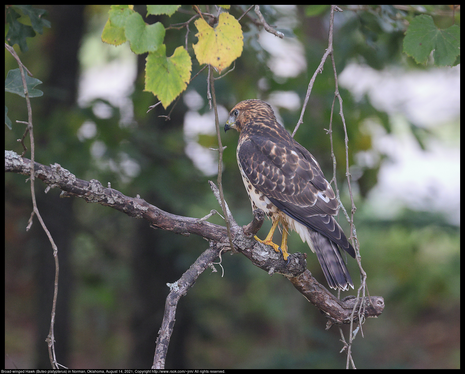 Broad-winged Hawk (Buteo platypterus) in Norman, Oklahoma, August 14, 2021