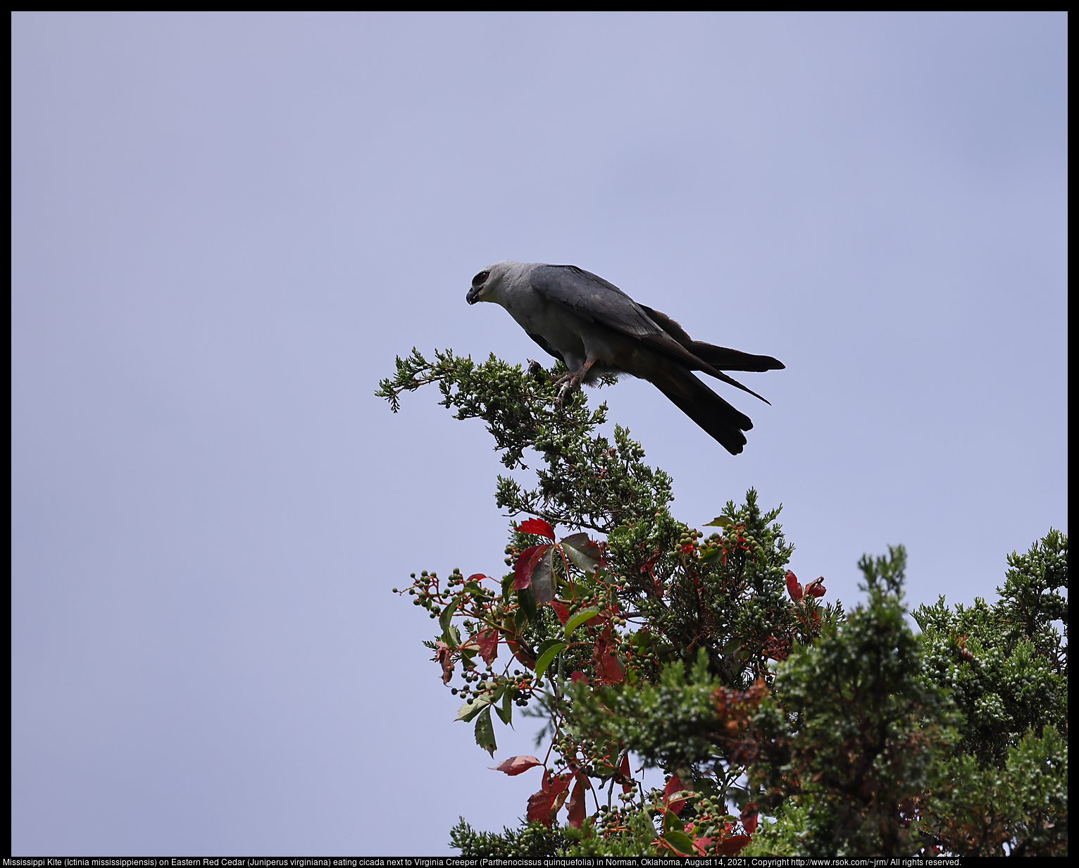 Mississippi Kite (Ictinia mississippiensis) on Eastern Red Cedar (Juniperus virginiana) eating cicada next to Virginia Creeper (Parthenocissus quinquefolia) in Norman, Oklahoma, August 14, 2021