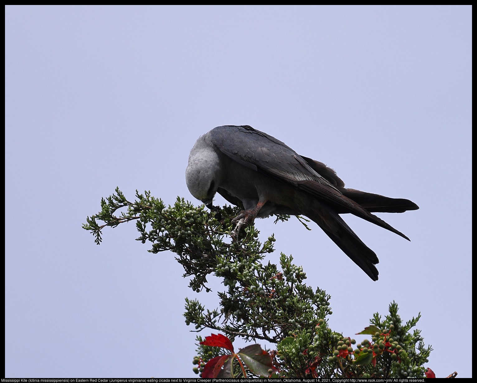 Mississippi Kite (Ictinia mississippiensis) on Eastern Red Cedar (Juniperus virginiana) eating cicada next to Virginia Creeper (Parthenocissus quinquefolia) in Norman, Oklahoma, August 14, 2021