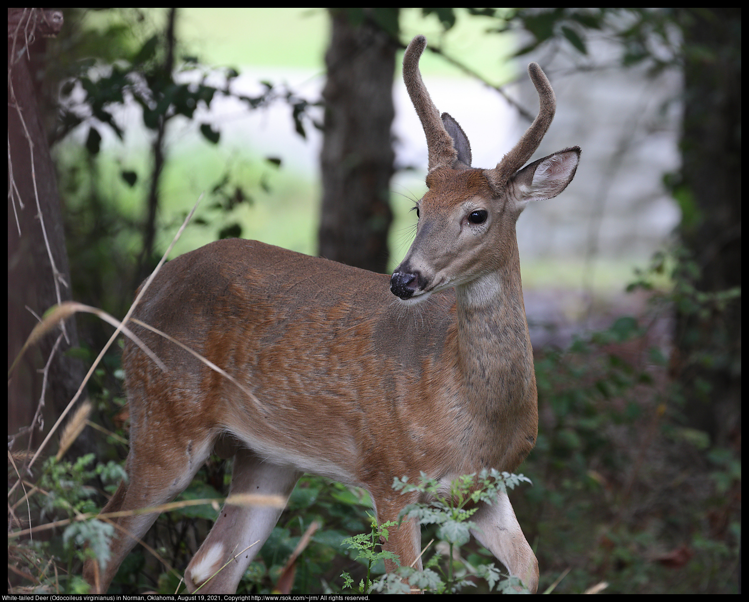 White-tailed Deer (Odocoileus virginianus) in Norman, Oklahoma, August 19, 2021