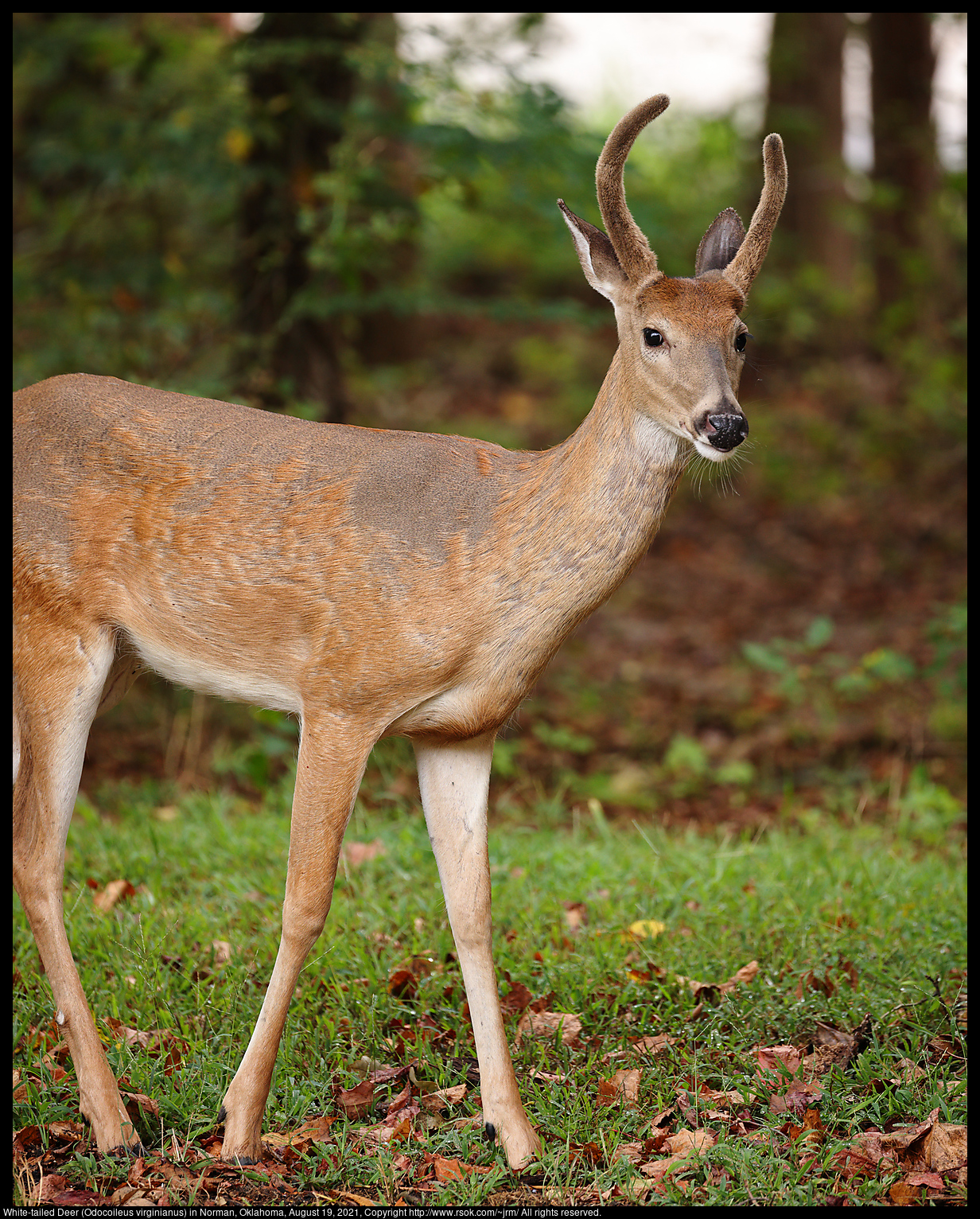 White-tailed Deer (Odocoileus virginianus) in Norman, Oklahoma, August 19, 2021