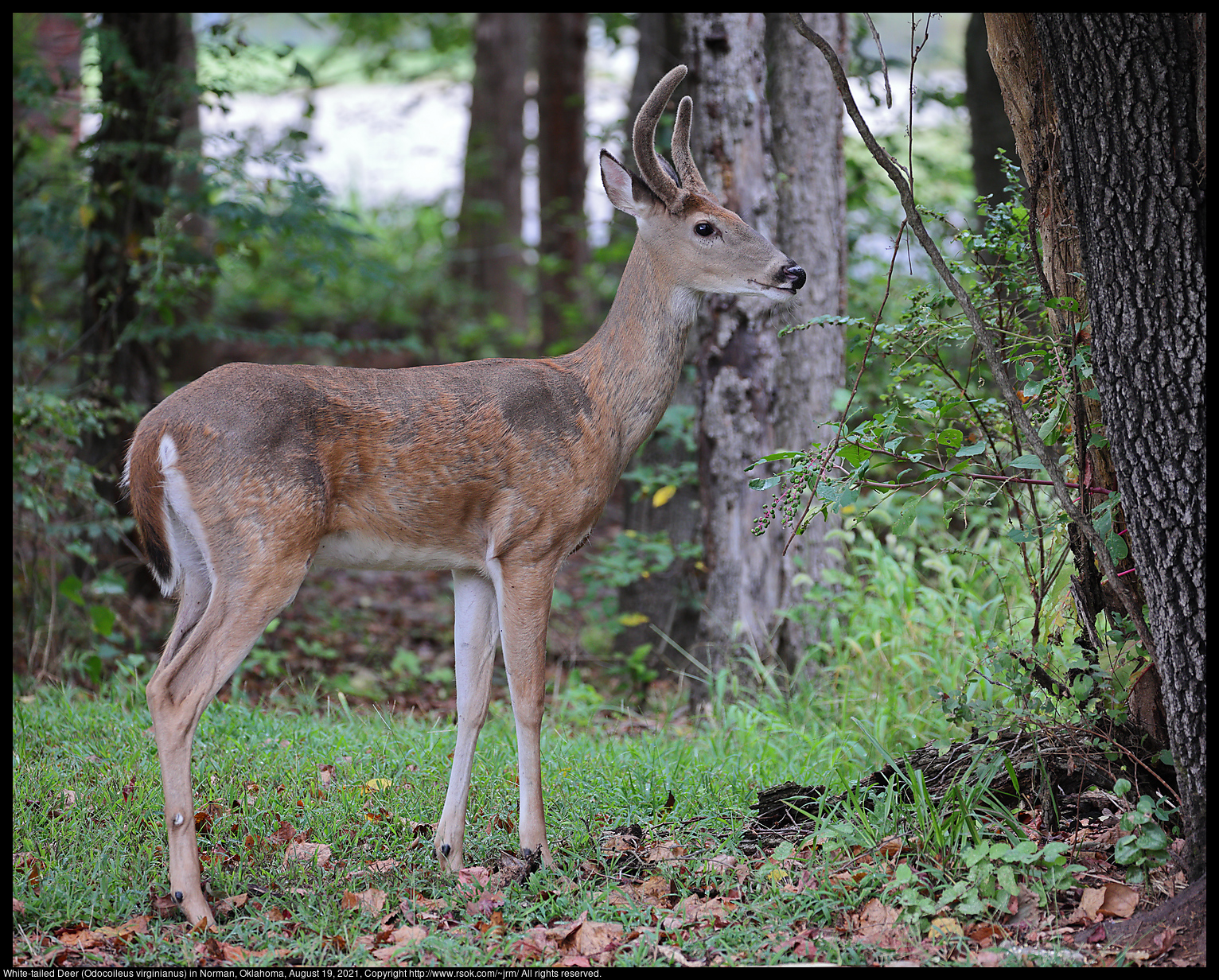 White-tailed Deer (Odocoileus virginianus) in Norman, Oklahoma, August 19, 2021