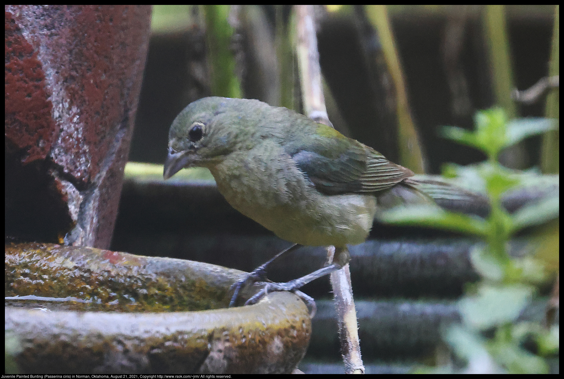 Juvenile Painted Bunting (Passerina ciris) in Norman, Oklahoma, August 21, 2021