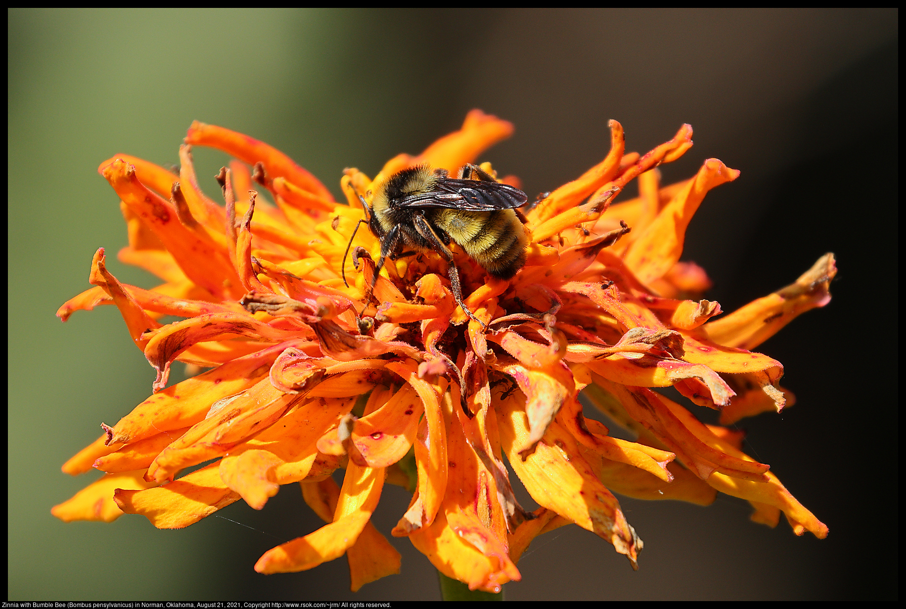 Zinnia with Bumble Bee (Bombus pensylvanicus) in Norman, Oklahoma, August 21, 2021