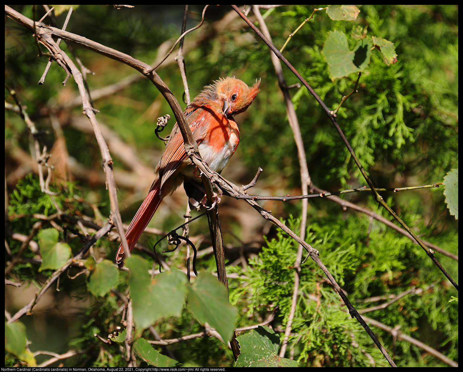 Northern Cardinal (Cardinalis cardinalis) in Norman, Oklahoma, August 22, 2021