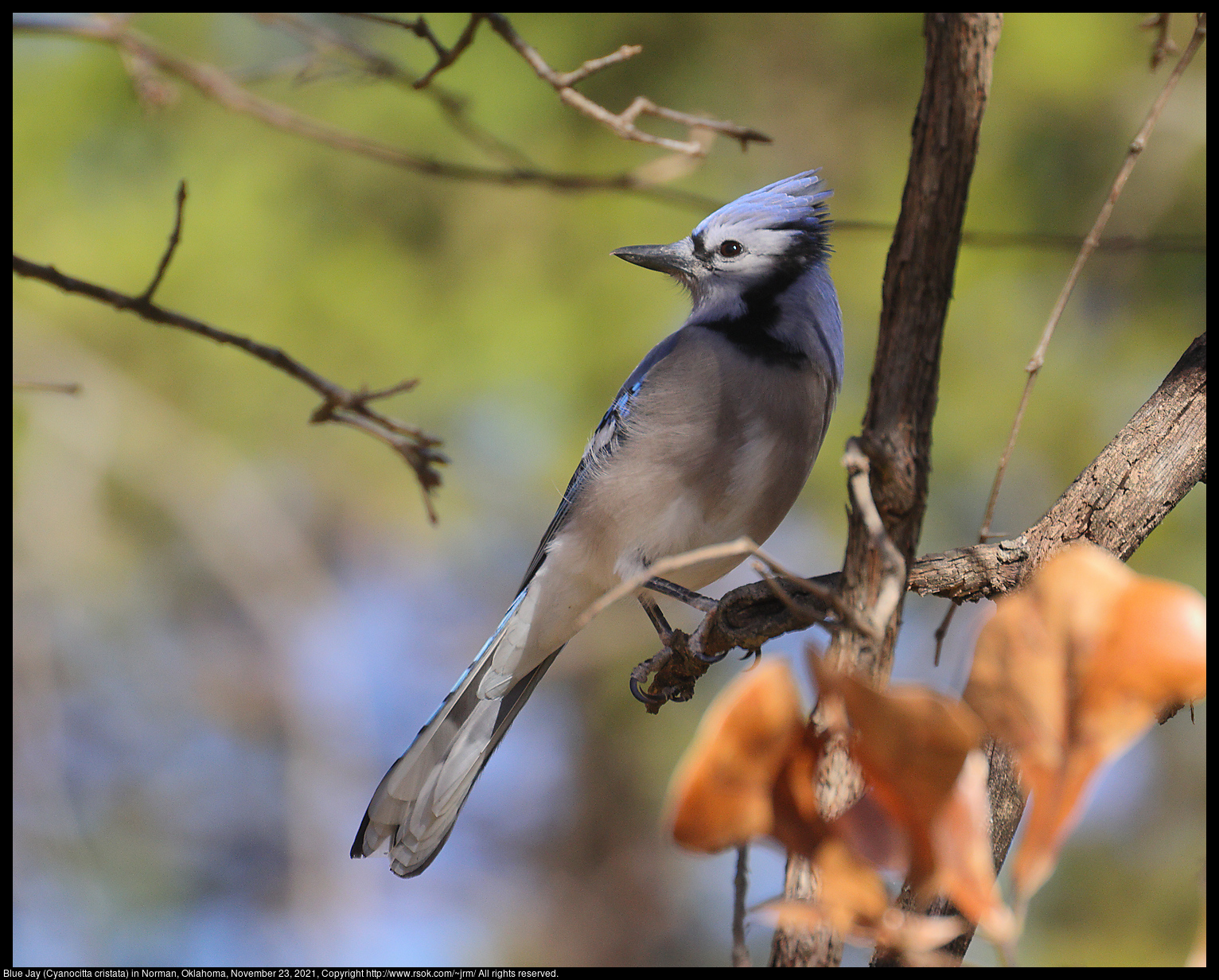 Blue Jay (Cyanocitta cristata) in Norman, Oklahoma, November 23, 2021