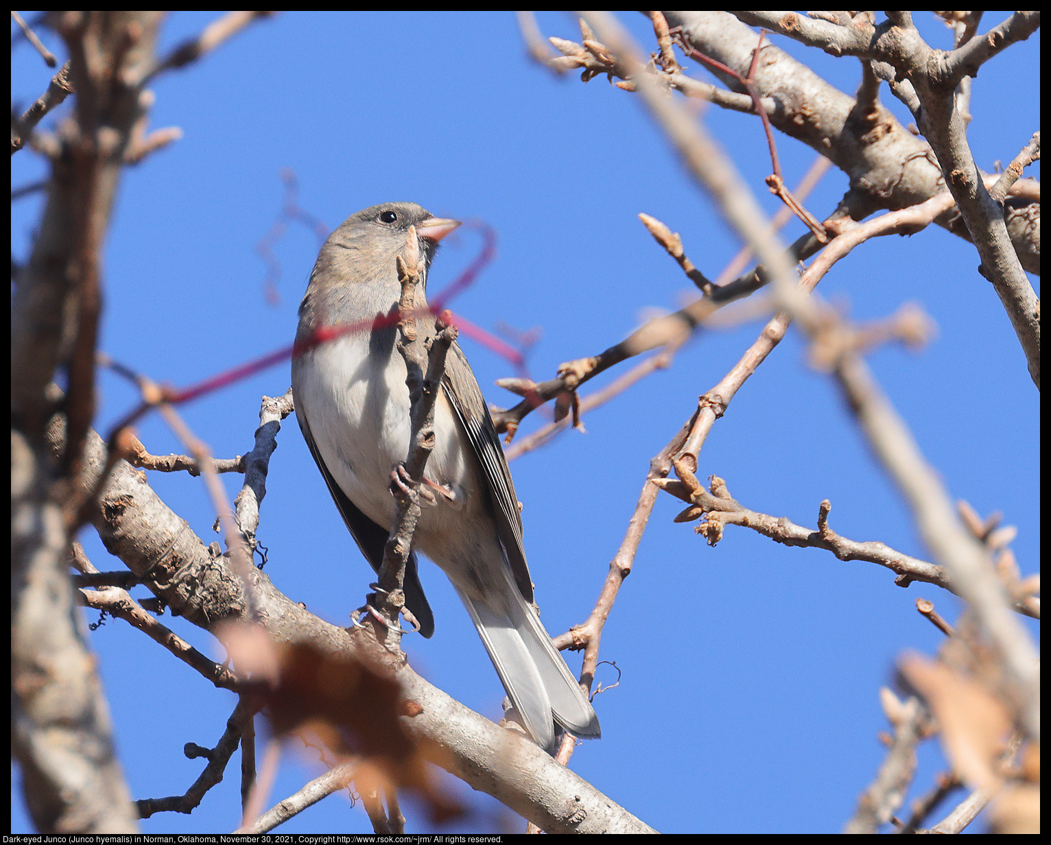 Dark-eyed Junco (Junco hyemalis) in Norman, Oklahoma, November 30, 2021