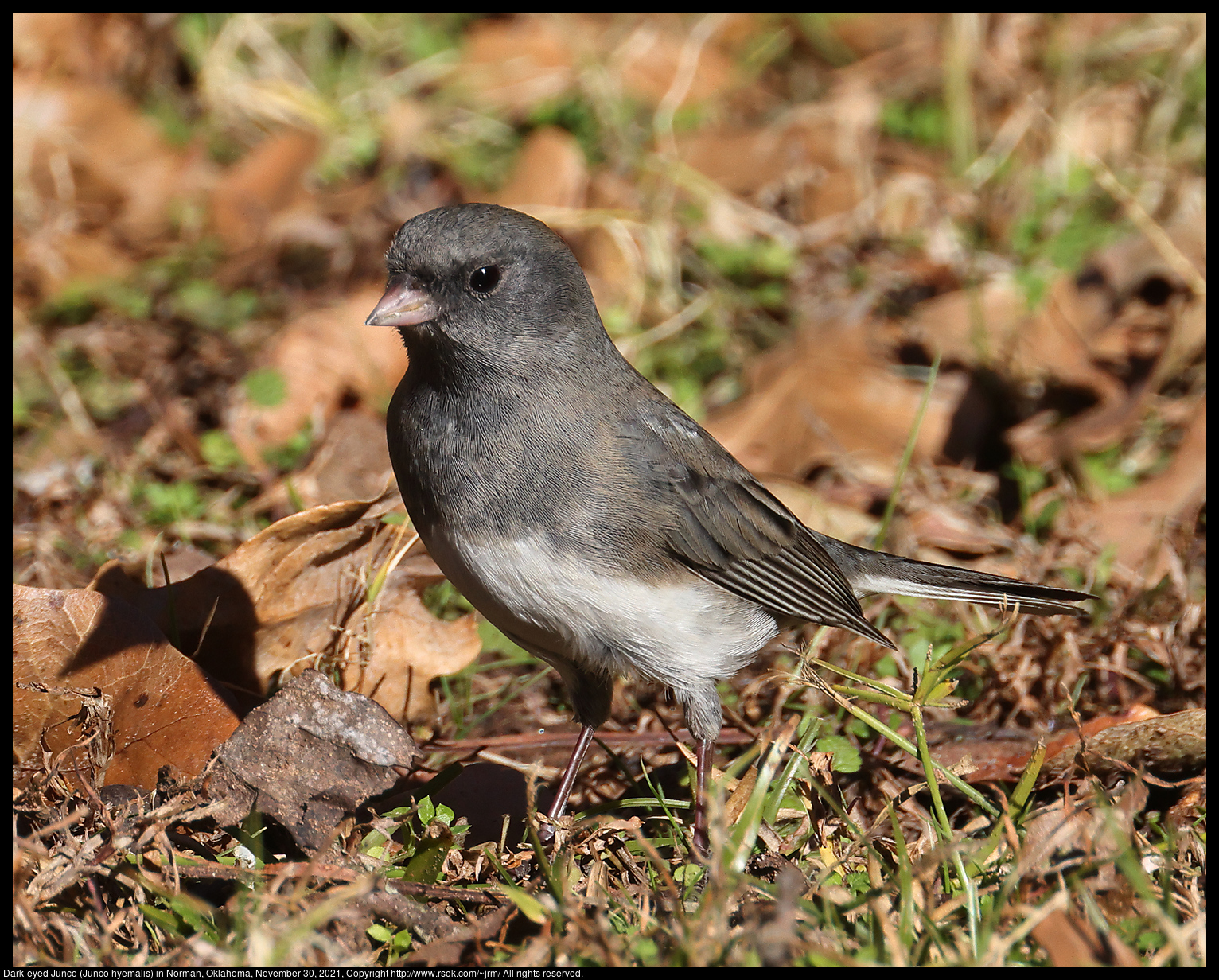 Dark-eyed Junco (Junco hyemalis) in Norman, Oklahoma, November 30, 2021