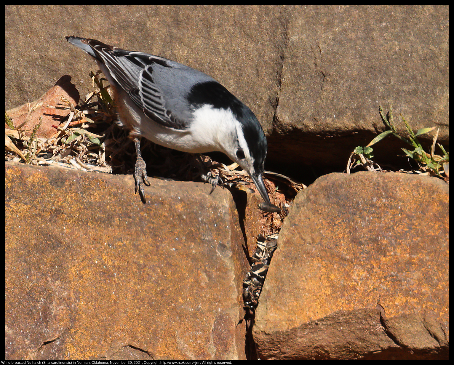 White-breasted Nuthatch (Sitta carolinensis) in Norman, Oklahoma, November 30, 2021