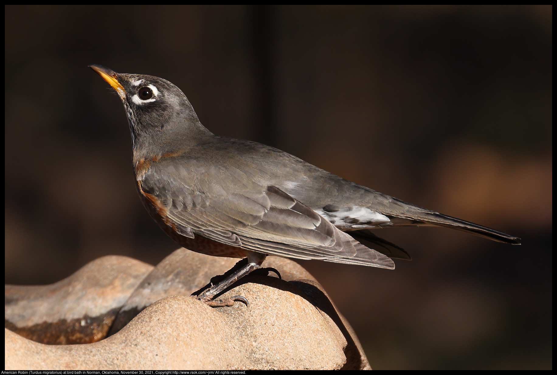 American Robin (Turdus migratorius) at bird bath in Norman, Oklahoma, November 30, 2021