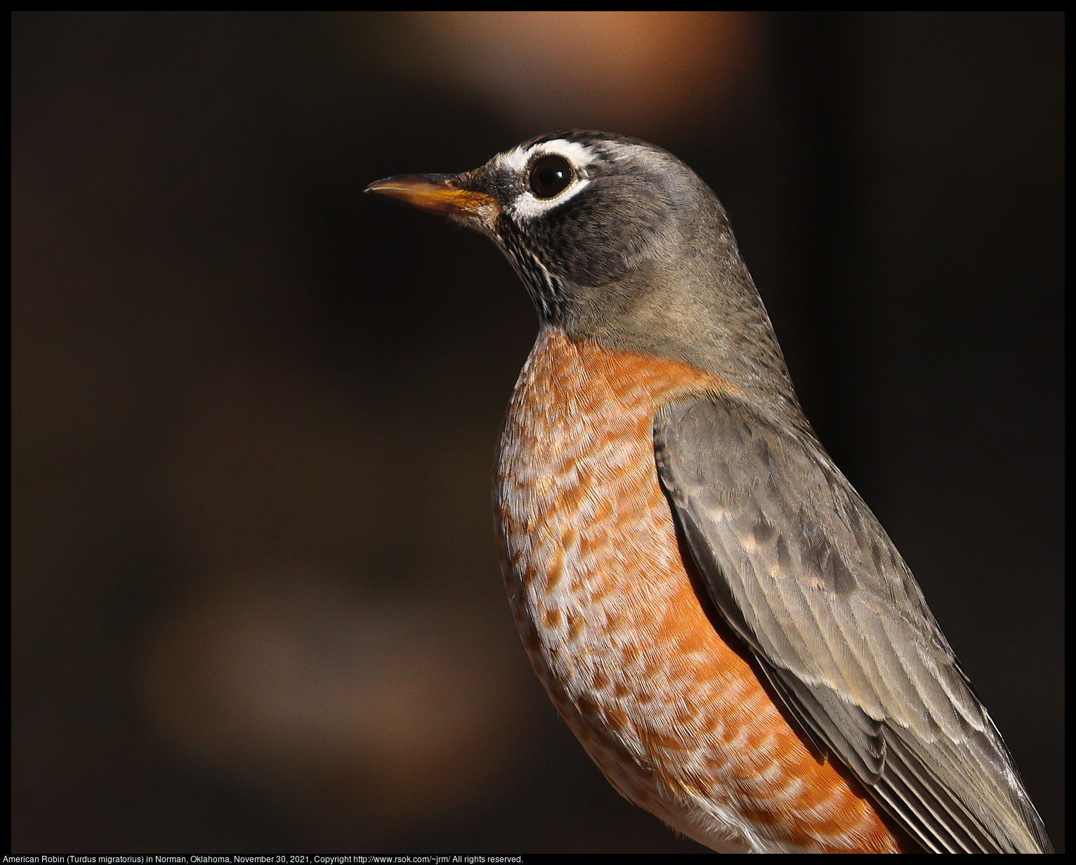 American Robin (Turdus migratorius) in Norman, Oklahoma, November 30, 2021