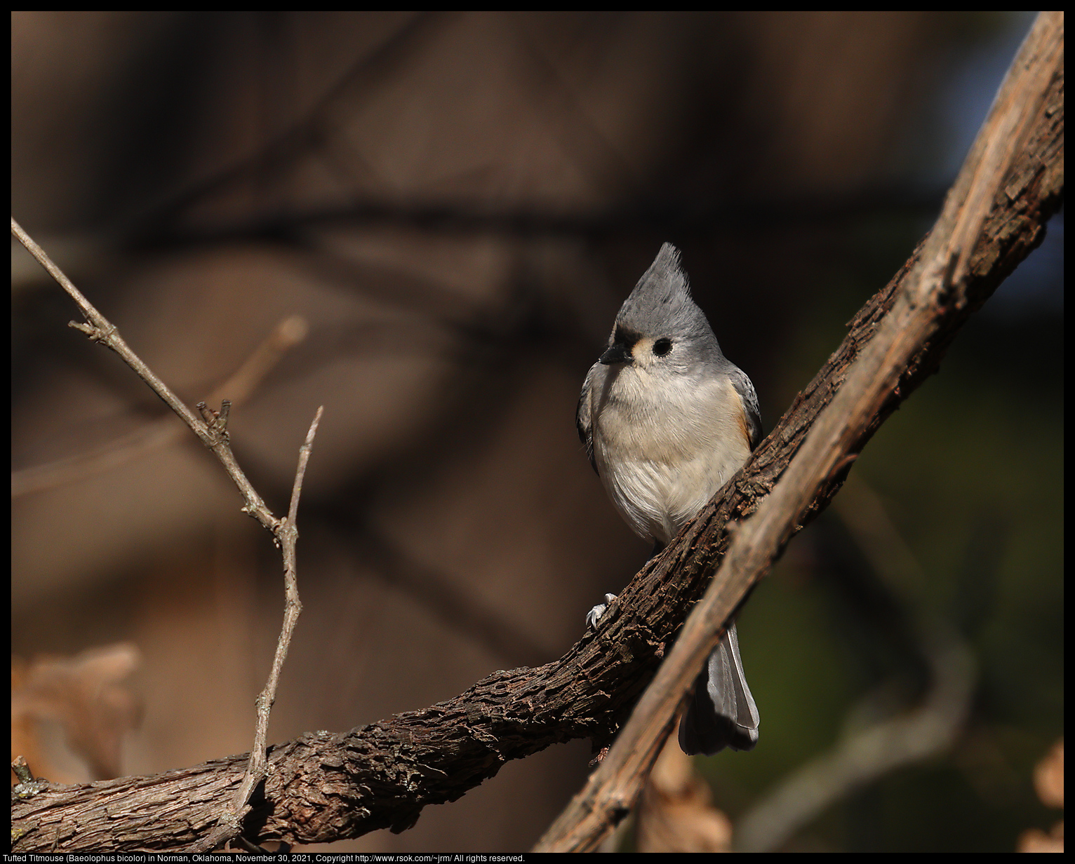 Tufted Titmouse (Baeolophus bicolor) in Norman, Oklahoma, November 30, 2021