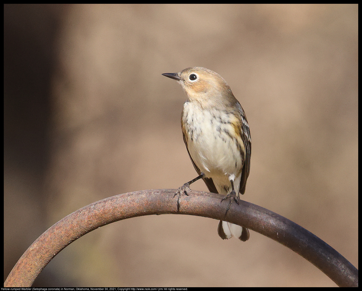 Yellow-rumped Warbler (Setophaga coronata) in Norman, Oklahoma, November 30, 2021