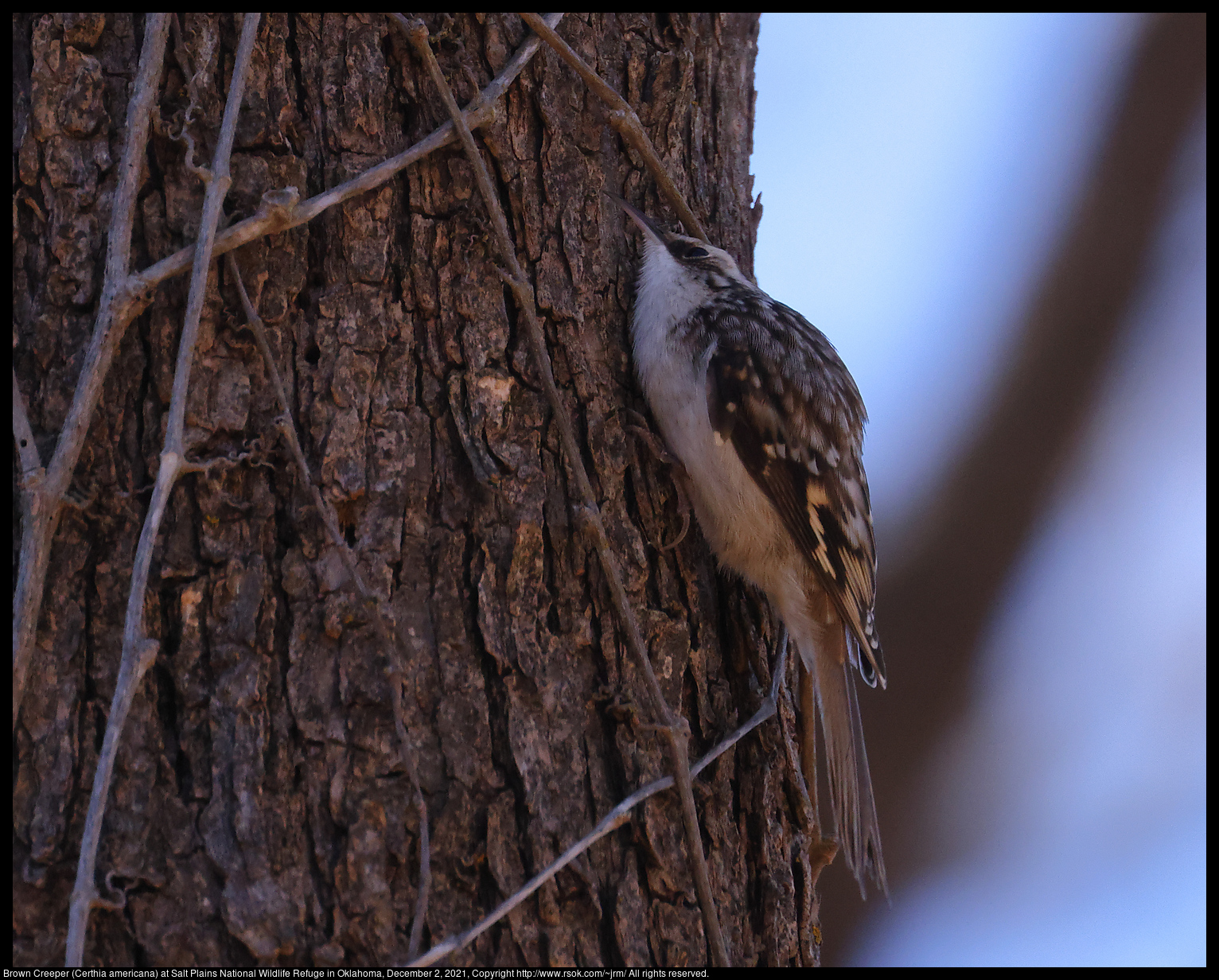 Brown Creeper (Certhia americana) at Salt Plains National Wildlife Refuge in Oklahoma, December 2, 2021