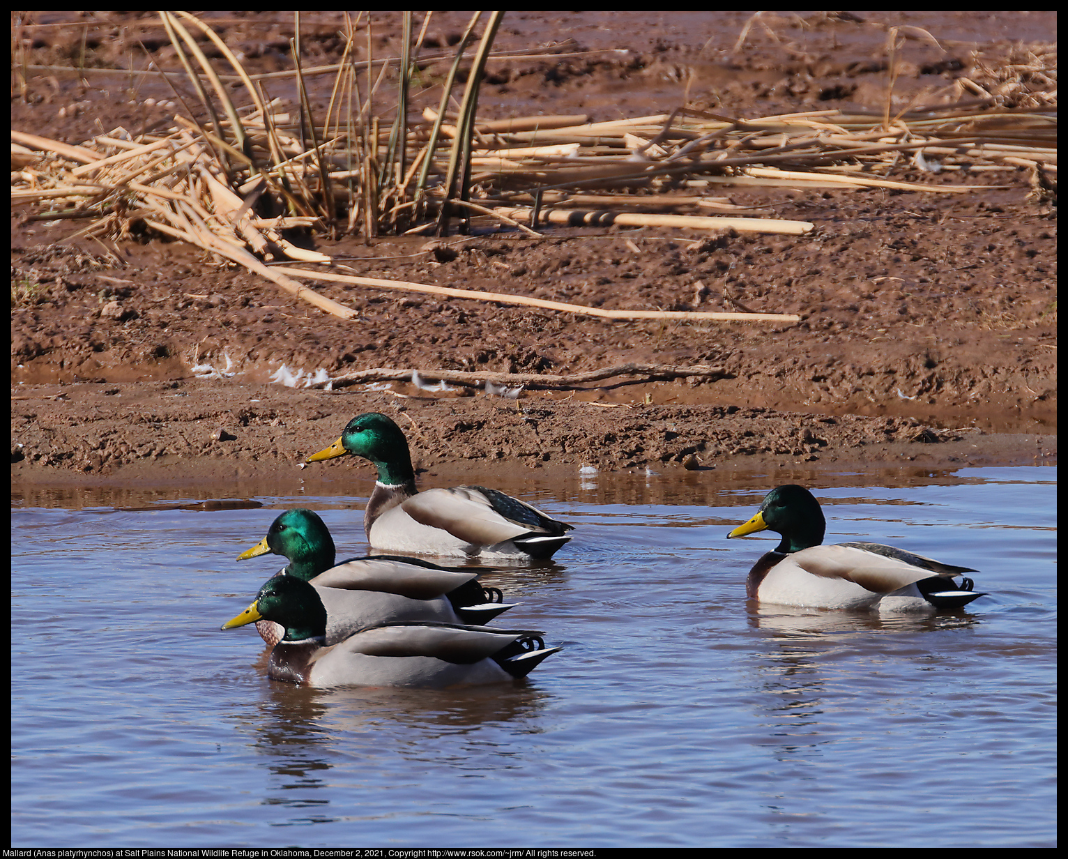 Mallard (Anas platyrhynchos) at Salt Plains National Wildlife Refuge in Oklahoma, December 2, 2021