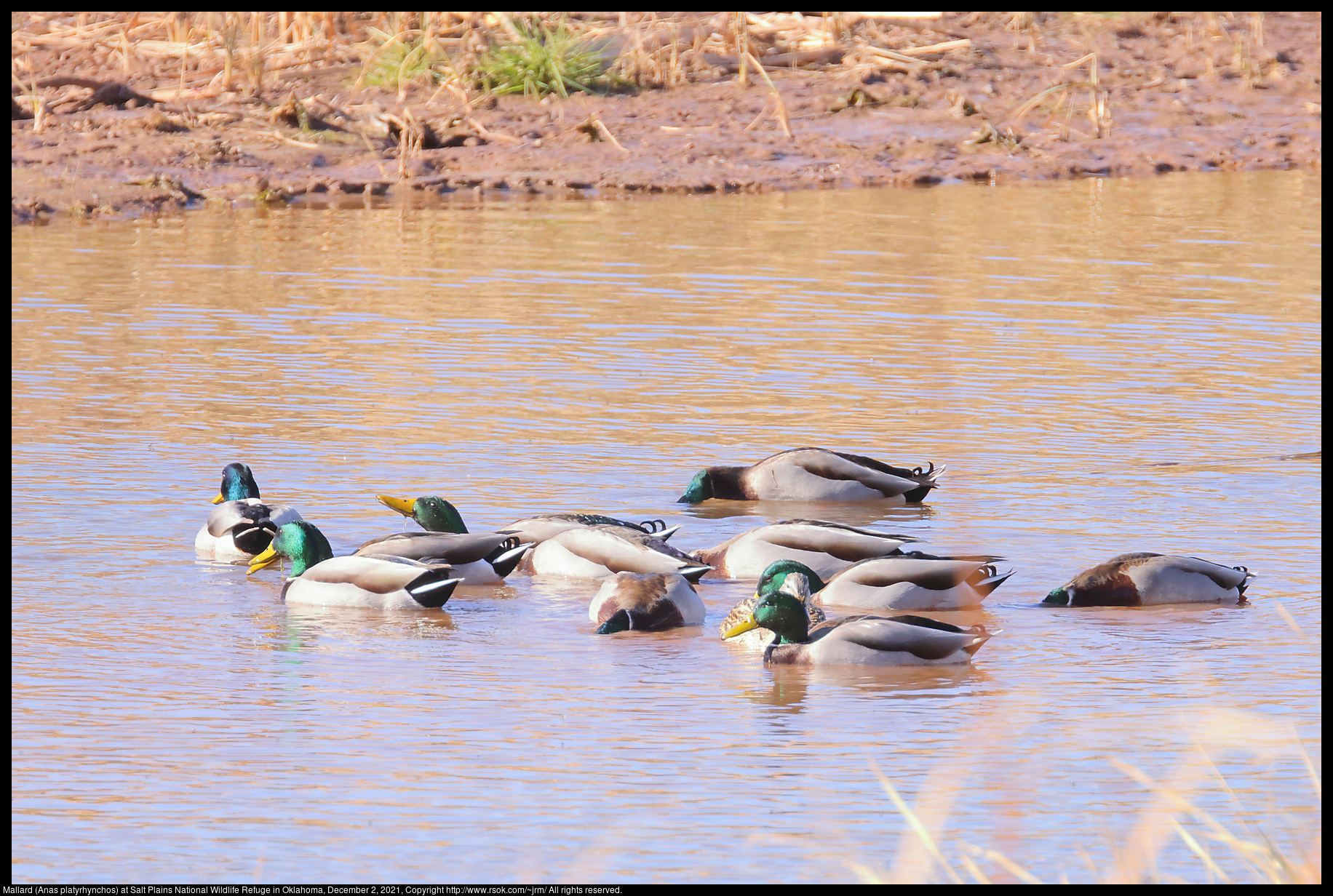 Mallard (Anas platyrhynchos) at Salt Plains National Wildlife Refuge in Oklahoma, December 2, 2021