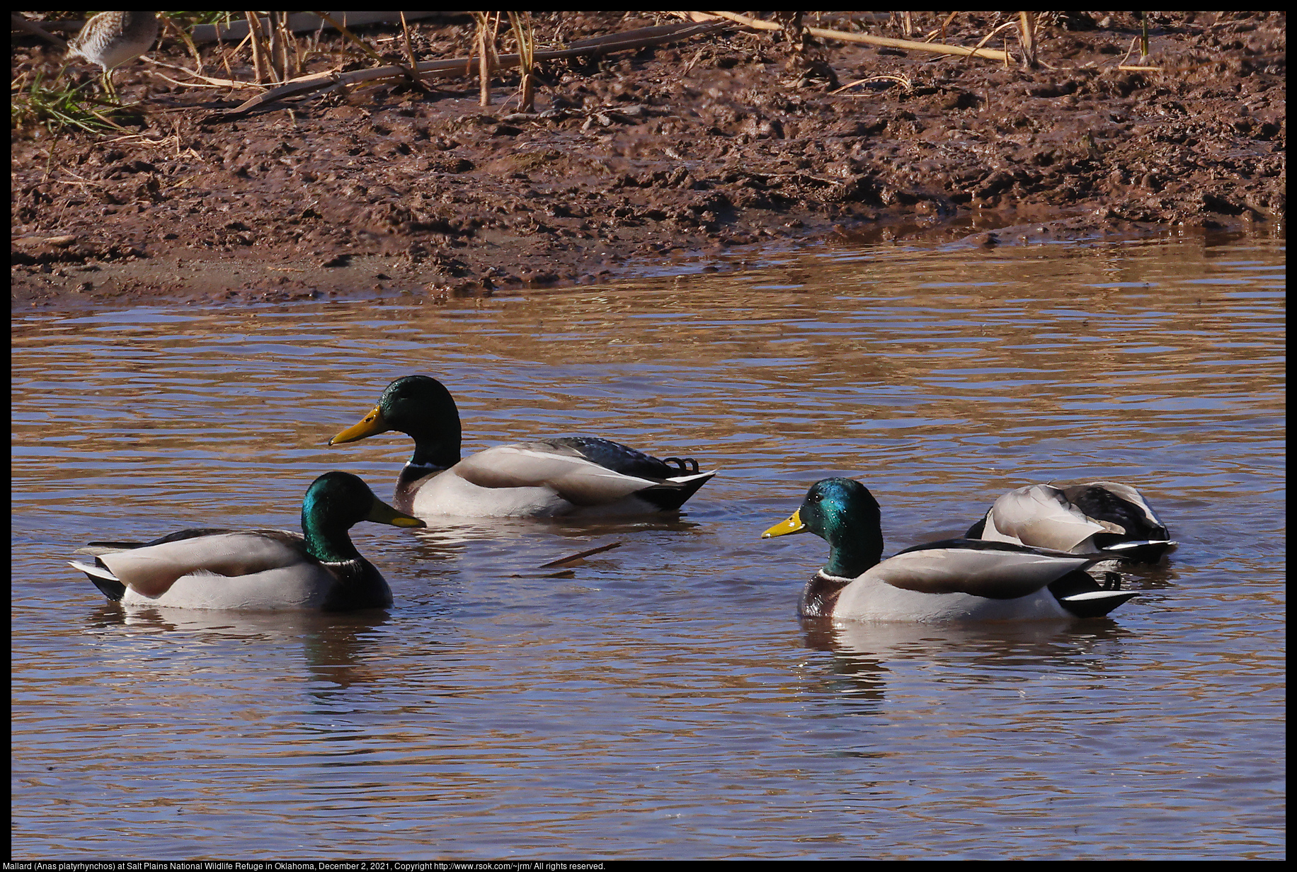 Mallard (Anas platyrhynchos) at Salt Plains National Wildlife Refuge in Oklahoma, December 2, 2021