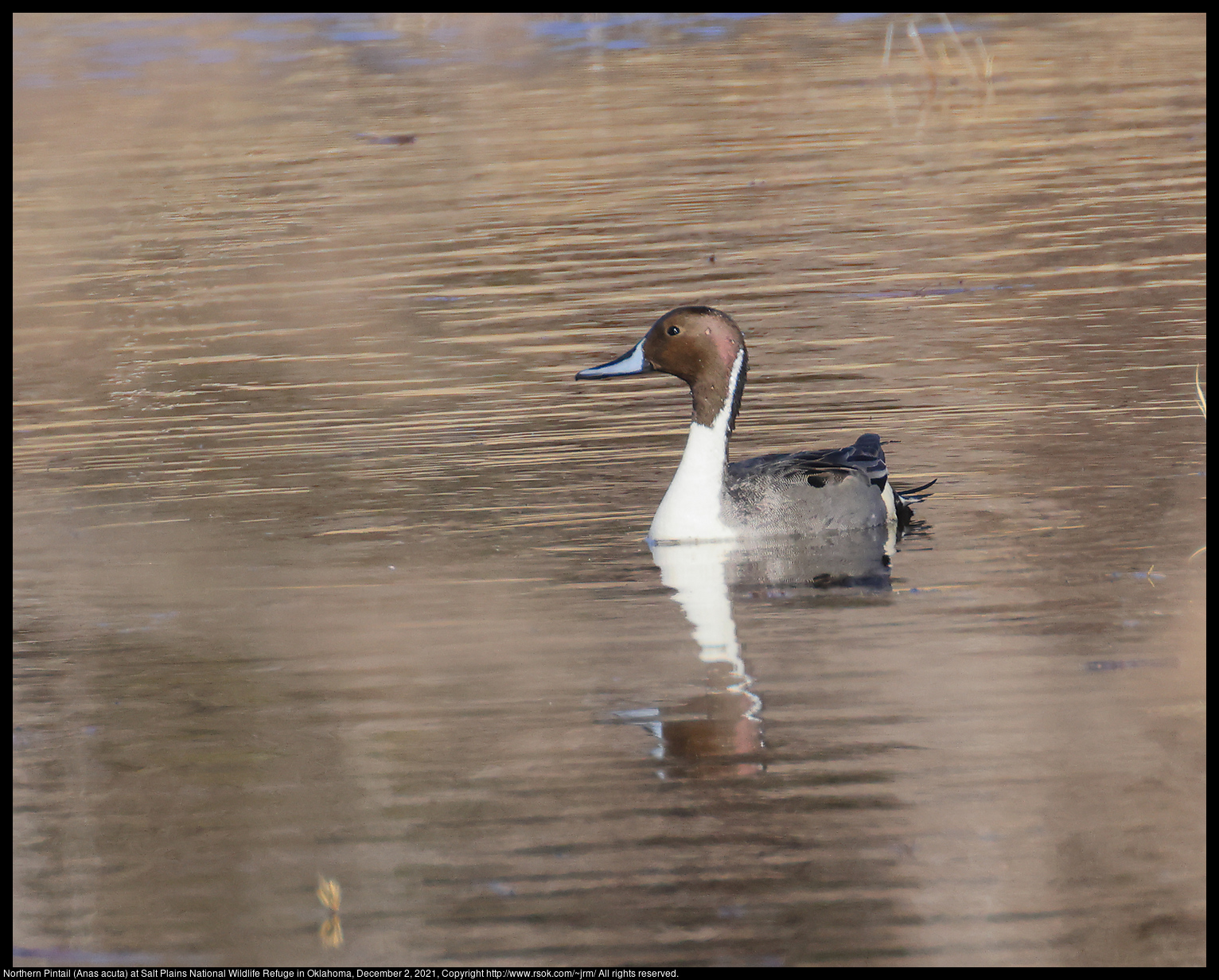 Northern Pintail (Anas acuta) at Salt Plains National Wildlife Refuge in Oklahoma, December 2, 2021