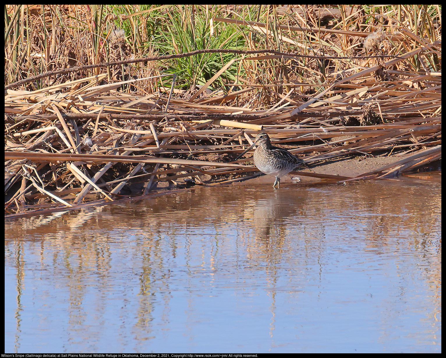 Wilson's Snipe (Gallinago delicata) at Salt Plains National Wildlife Refuge in Oklahoma, December 2, 2021