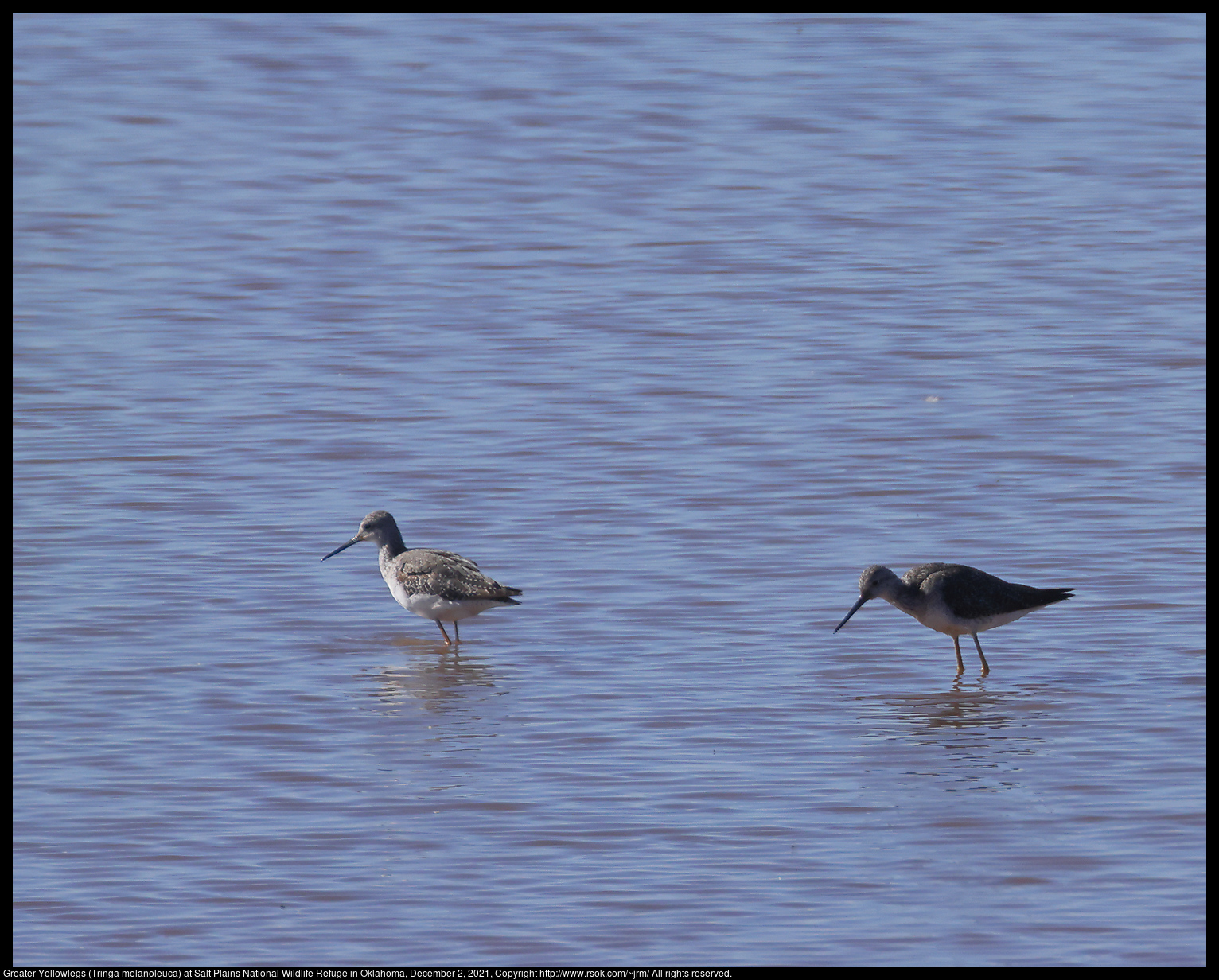 Greater Yellowlegs (Tringa melanoleuca) at Salt Plains National Wildlife Refuge in Oklahoma, December 2, 2021