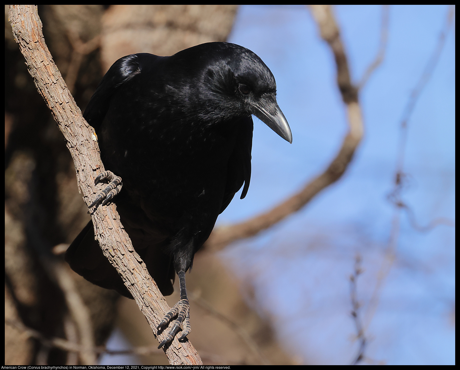 American Crow (Corvus brachyrhynchos) in Norman, Oklahoma, December 12, 2021