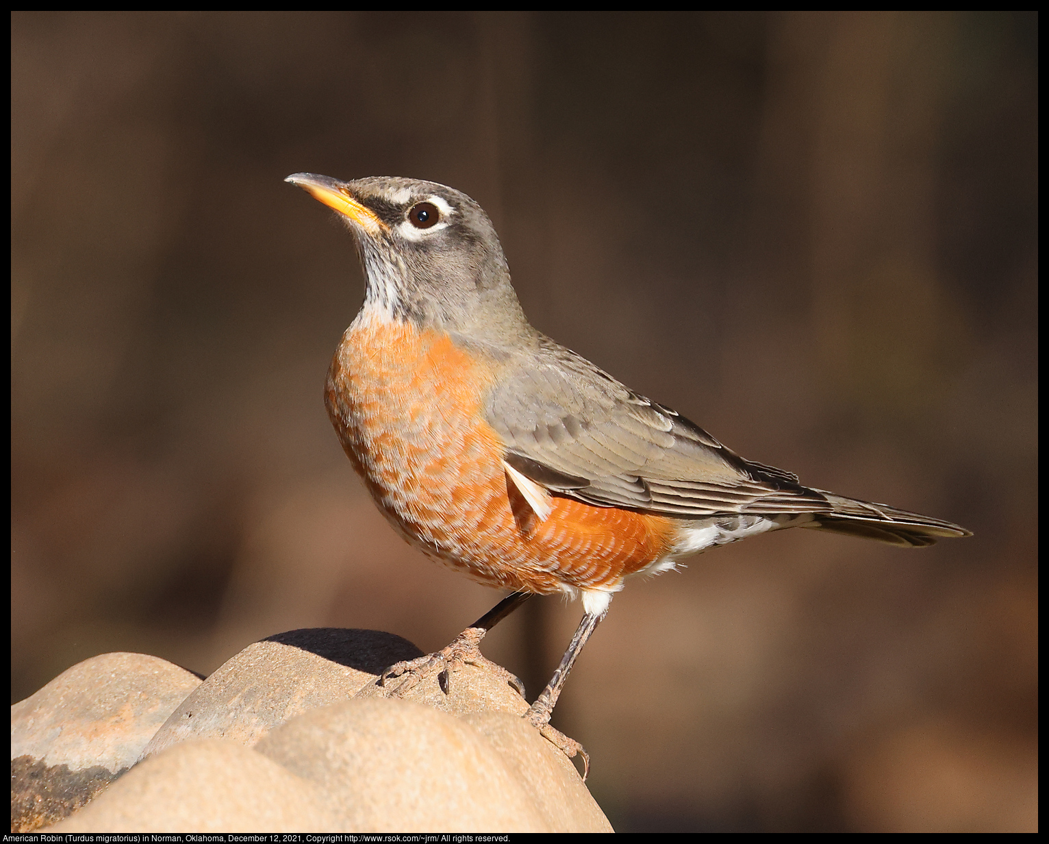 American Robin (Turdus migratorius) in Norman, Oklahoma, December 12, 2021