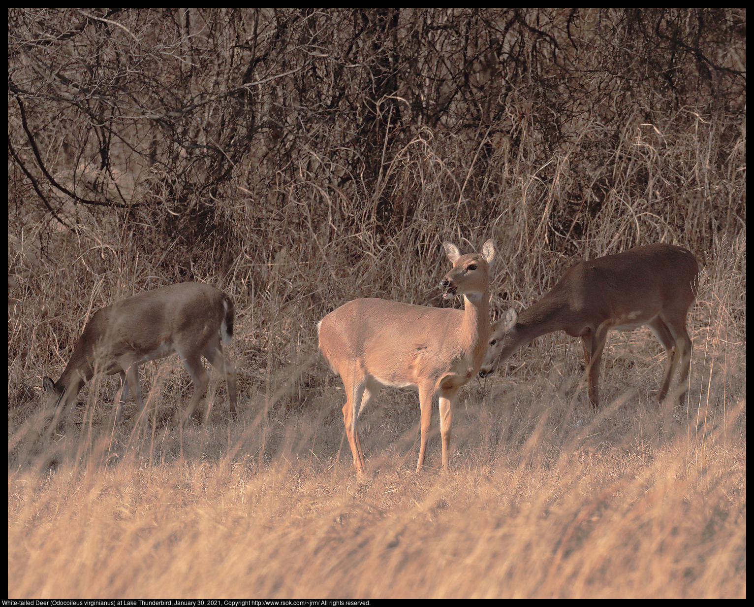 White-tailed Deer (Odocoileus virginianus) at Lake Thunderbird, January 30, 2021