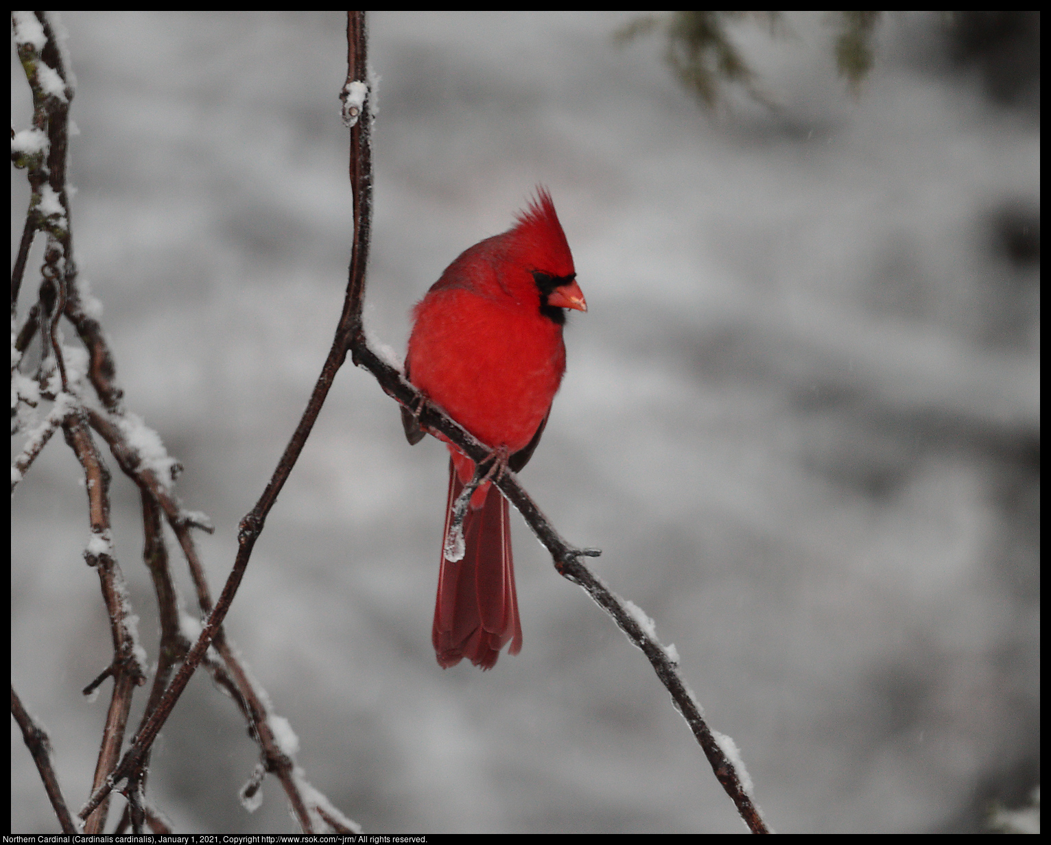 Northern Cardinal (Cardinalis cardinalis), January 1, 2021