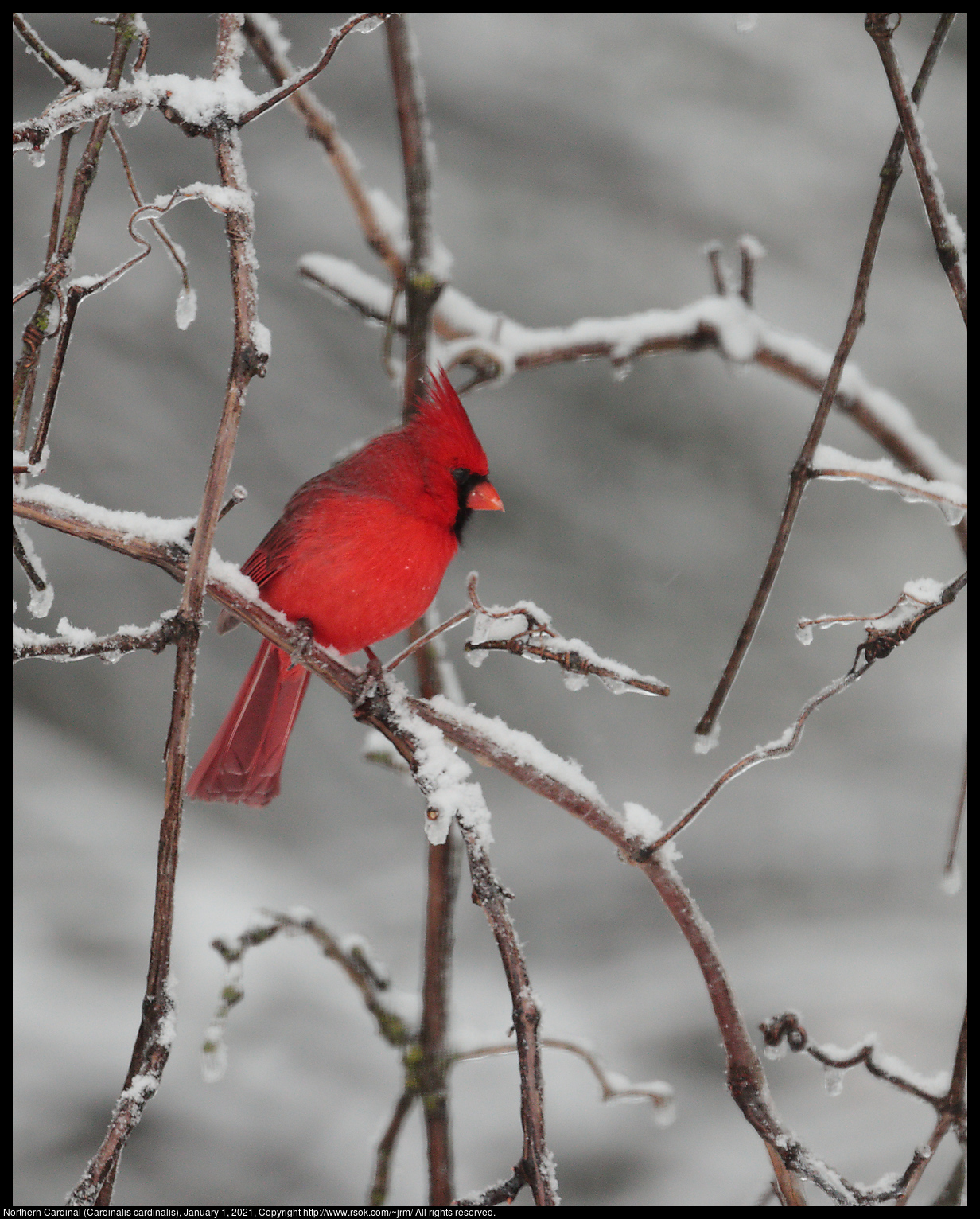 Northern Cardinal (Cardinalis cardinalis), January 1, 2021