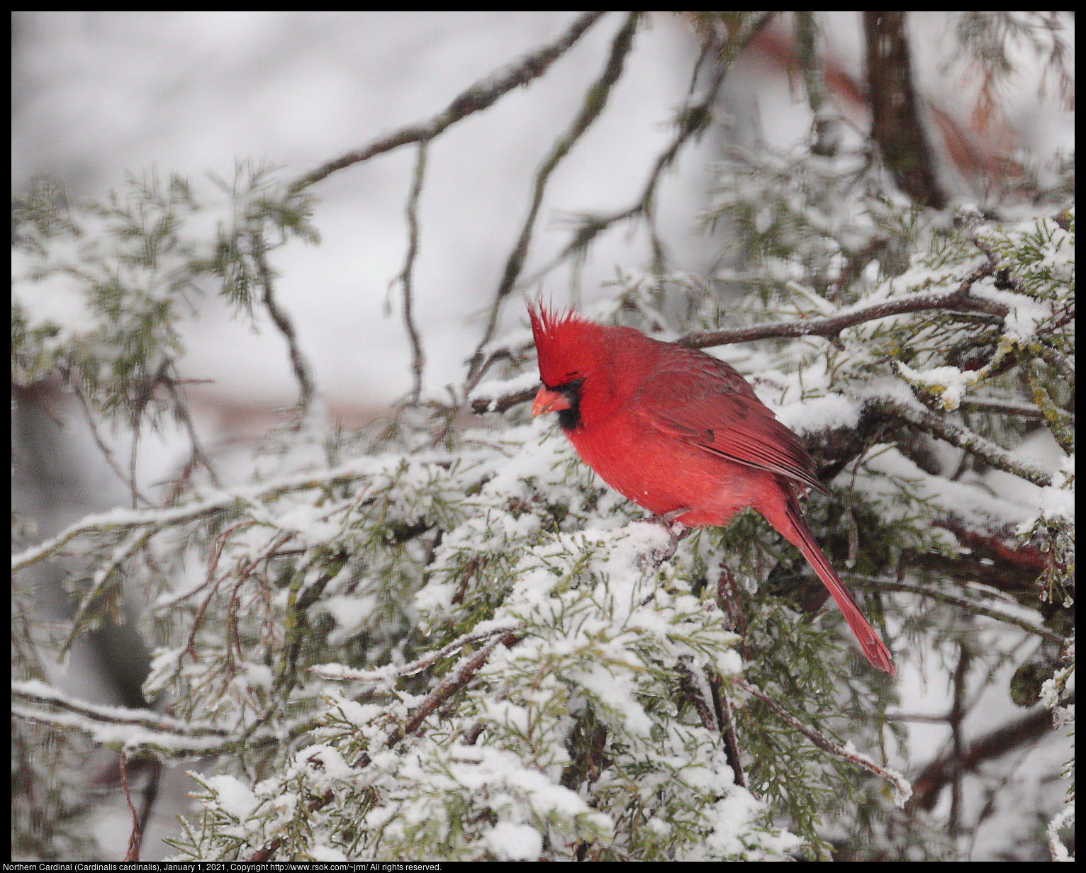 Northern Cardinal (Cardinalis cardinalis), January 1, 2021