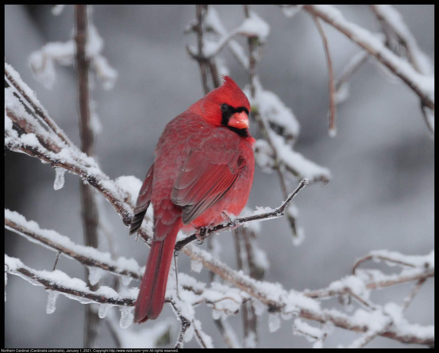 Northern Cardinal (Cardinalis cardinalis), January 1, 2021