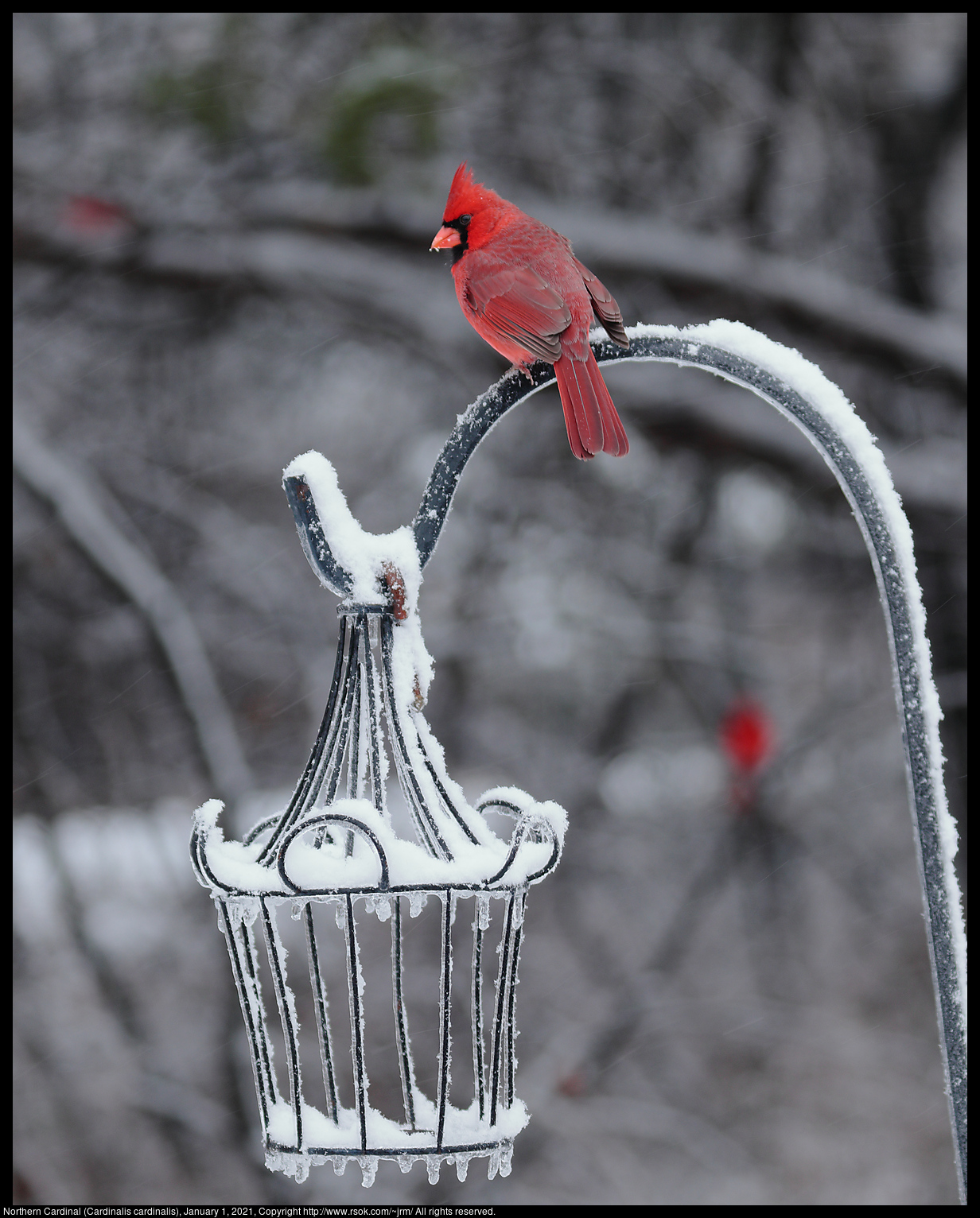 Northern Cardinal (Cardinalis cardinalis), January 1, 2021