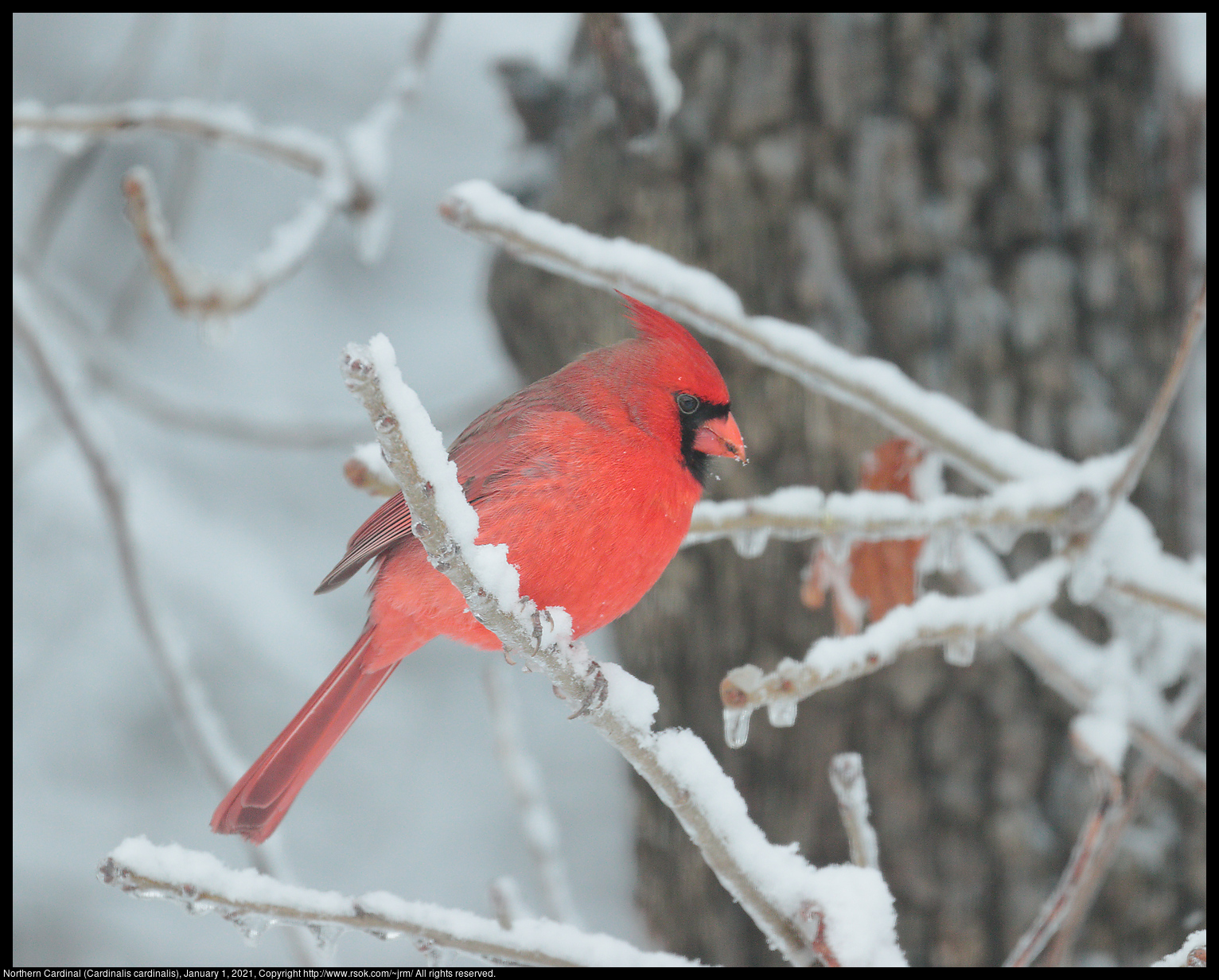 Northern Cardinal (Cardinalis cardinalis), January 1, 2021