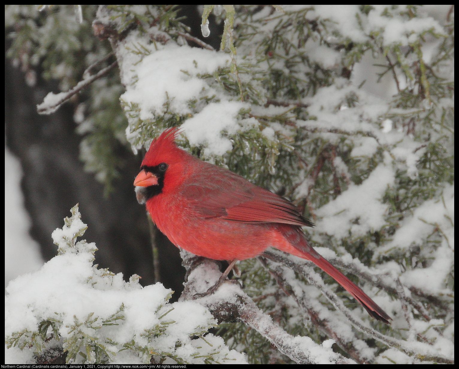 Northern Cardinal (Cardinalis cardinalis), January 1, 2021