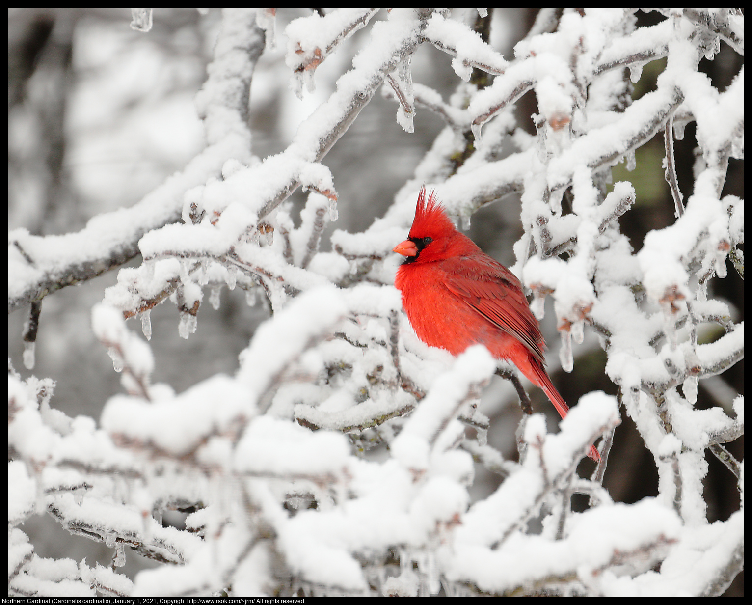 Northern Cardinal (Cardinalis cardinalis), January 1, 2021