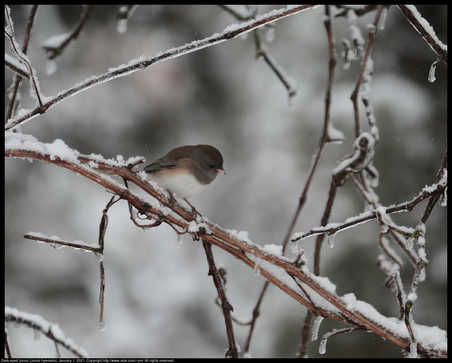 Dark-eyed Junco (Junco hyemalis), January 1, 2021